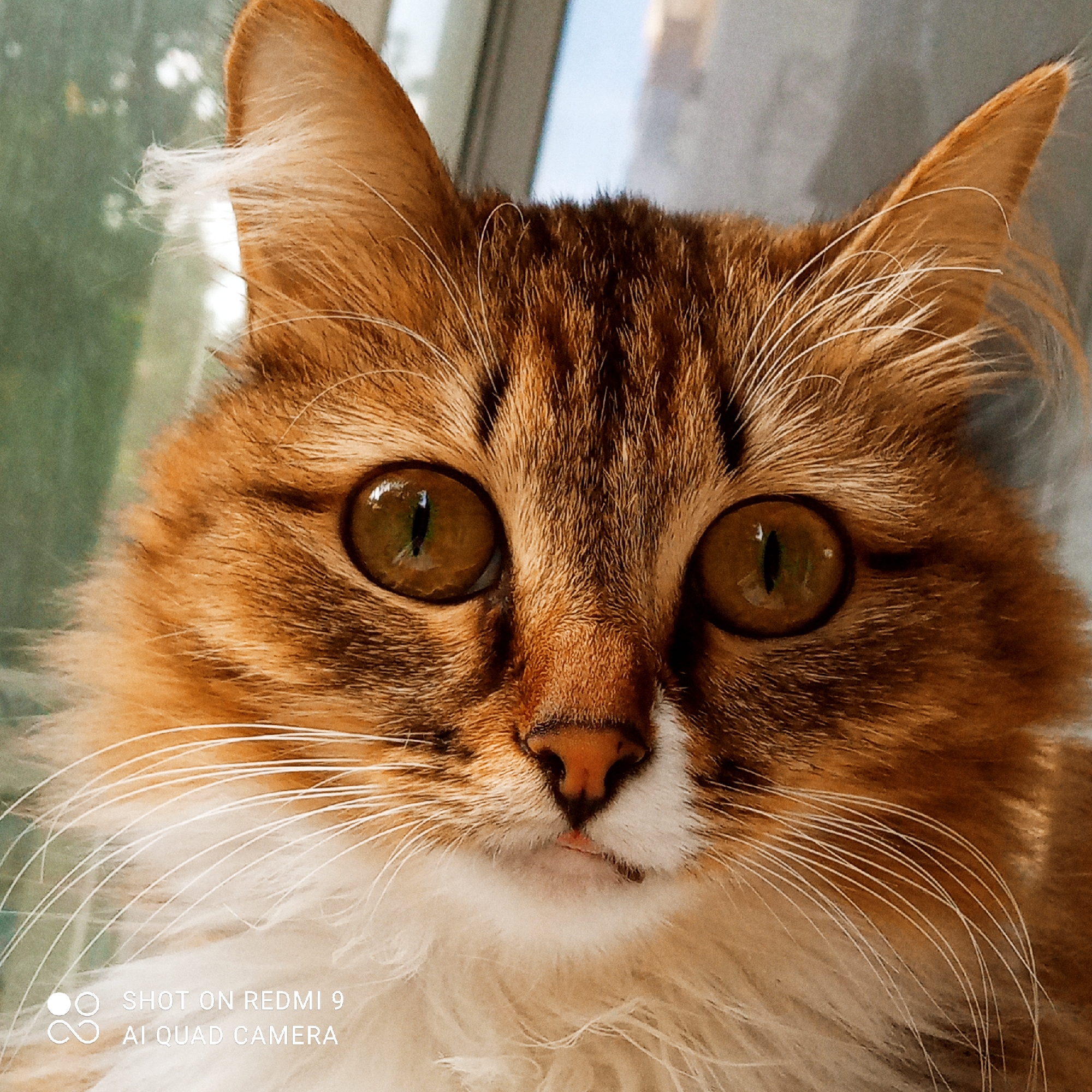 This is a close-up, head-on, medium-shot photograph of a fluffy, ginger and white cat. The cat has large, round, amber-colored eyes with vertical pupils, and prominent white whiskers. Its ears are pointed and fringed with white hair, and its fur is a mix of ginger, brown, and white. The cat's nose is a light brown color, and a small portion of its pink tongue is visible. The background is blurred, showing a hint of green foliage and a bright sky, suggesting the cat is indoors near a window. A watermark in the lower-left corner of the image reads "SHOT ON REDMI 9 AI QUAD CAMERA". The scene is devoid of any context that would place it in the city of Chaikovsky, Russia, or any other specific geographic location.