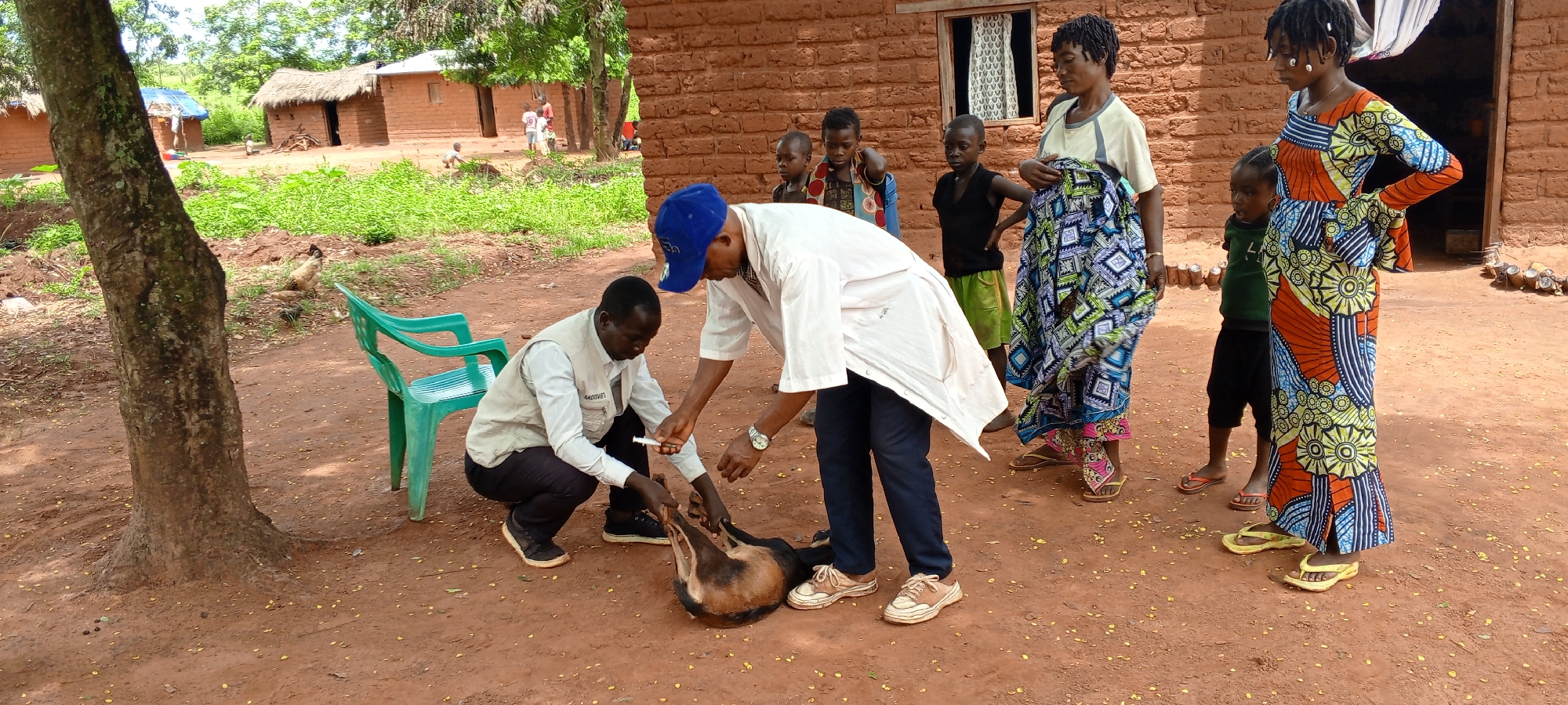 In the city of Ngalula, Democratic Republic of the Congo, two men, dressed in light-colored tops and dark trousers, administer an injection to a dark-haired goat lying on the red-dirt ground. One man kneels, holding a syringe, while the other stands, leaning over the goat. A small, light-green plastic chair sits nearby. Surrounding the scene are several African people, including women and children, observing the action. The women are wearing colorful, patterned dresses. Behind the group, a traditional mud-brick house with a window is visible. In the background, more huts are scattered amongst green vegetation. A tree is on the left side of the frame.