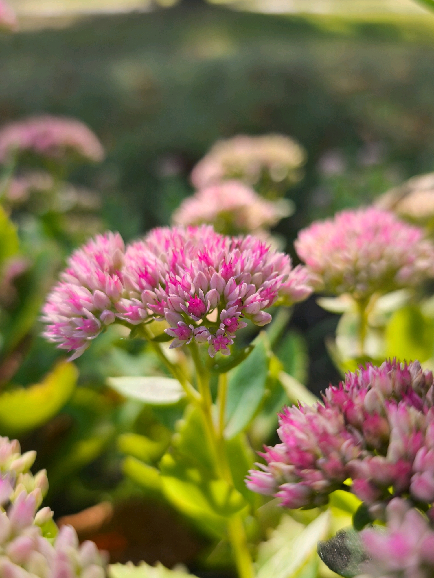 The image is a close-up, eye-level shot of a cluster of pink stonecrop flowers, with a shallow depth of field that blurs the background. The flowers are in focus in the foreground, showcasing their intricate petal structure and vibrant pink and white colors. Green foliage surrounds the blooms, and hints of other blurred flower clusters in various shades of pink and white are visible further back. The lighting appears natural, suggesting an outdoor setting. There is no visible indication of the city of Mahilyow, Belarus, or any people in the scene.