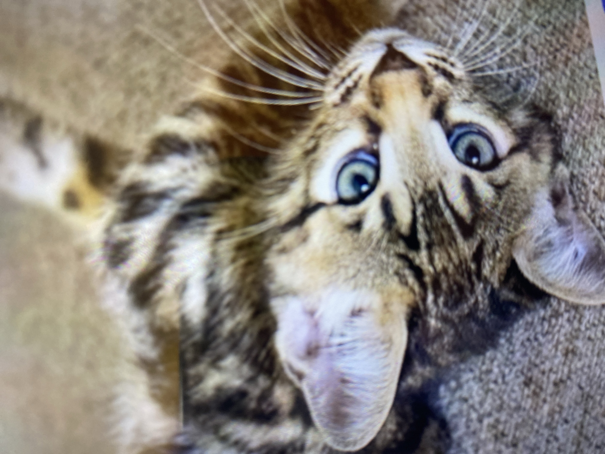 A close-up, slightly blurry image shows a tabby cat lying on its back on a textured surface, possibly carpet or fabric. The cat's head is tilted upwards, and its blue eyes are wide open and focused. Its ears are visible, with one slightly folded back. The cat's fur has distinct brown and black tabby markings. The background is out of focus and appears to be a neutral, earthy tone. There are no people or other objects visible in the frame. The location in Ta', Indonesia is not discernible from the image.