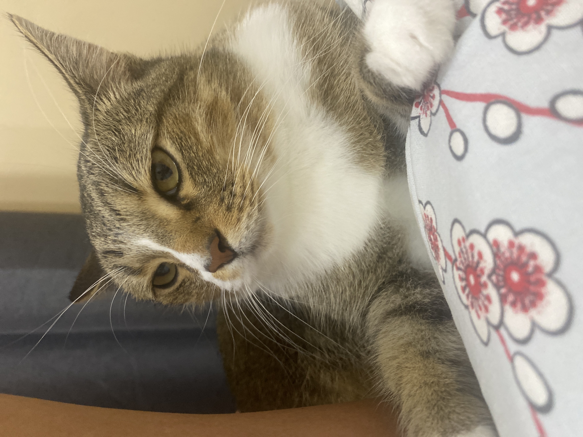 A close-up, low-angle shot focuses on a tabby cat lying down, its head tilted to the left. The cat has distinctive brown and grey tabby markings, a white chest and chin, and bright green eyes. Its whiskers are long and white, fanning out from its muzzle. The cat's right paw is visible, resting on a white fabric with a red and black floral pattern. The background is out of focus, appearing as dark, muted tones. The lighting suggests it is daytime, possibly indoors, with a soft, diffused light illuminating the cat's face. The overall impression is one of curiosity and intimacy, as the cat looks directly at the camera. There is no visible text.
