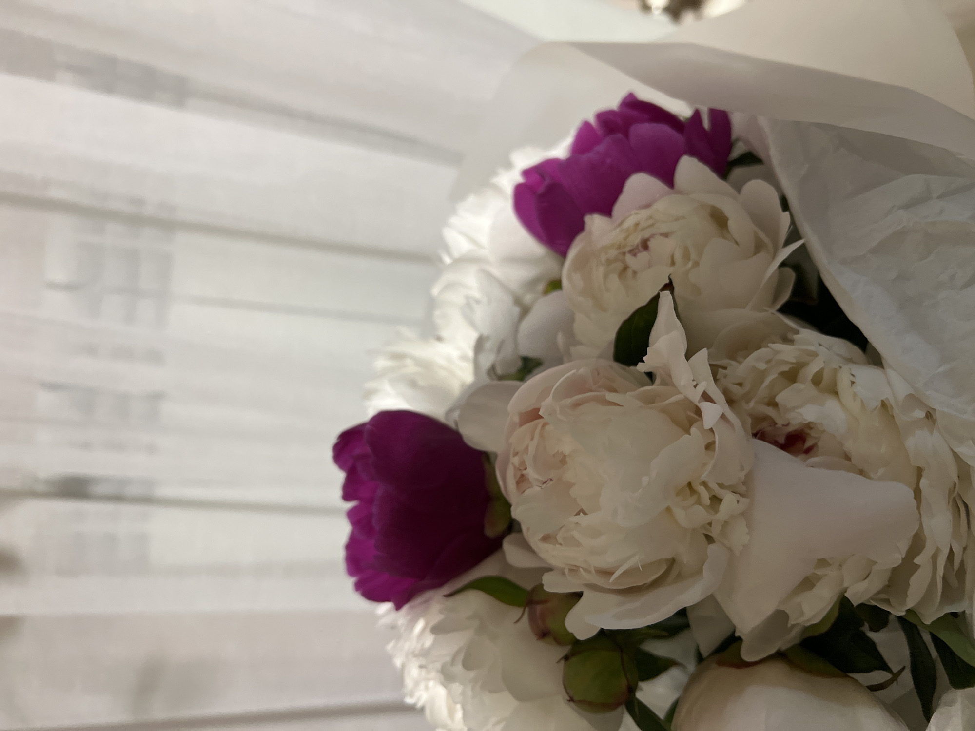 A close-up, medium shot captures a bouquet of peonies, predominantly white with a few vibrant magenta blooms. The flowers are partially wrapped in white tissue paper, creating a soft, diffused effect. The background consists of sheer white curtains, creating a bright, airy atmosphere. The image is an indoor shot, likely taken in a domestic setting. There are no people or animals visible. The scene lacks any specific geographic identifiers or context related to Yekaterinburg, Russia.