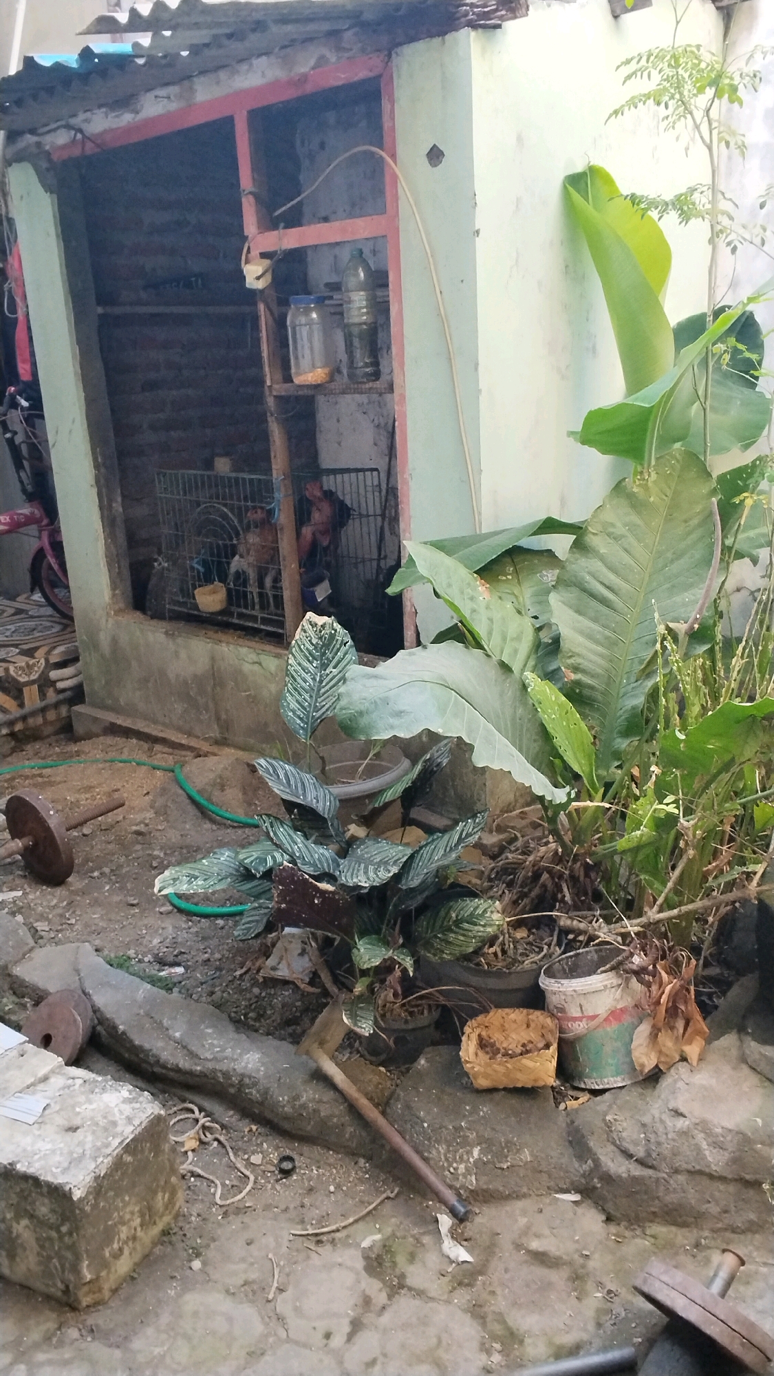 The image depicts an outdoor scene in a cluttered backyard or alleyway, likely in Penompo, Indonesia, given the context. In the background, a simple structure made of brick and wood with a corrugated metal roof is visible. This structure appears to house a cage where several chickens are kept. On a shelf within this structure, two containers, a clear glass jar with what appears to be corn kernels and a plastic bottle, are present. To the right of the structure, a light-colored wall rises, bordering a lush area with large green plants.
In the foreground, the ground is uneven and consists of dirt and scattered debris. A metal barbell weight lies on the left side of the frame, near a large, grey, flat stone. A hoe with a wooden handle rests on the stone. Further to the right, a woven basket containing dry leaves or material sits on a rock. Next to the basket, a partially filled paint can with visible red and green markings is present. A small, leafy potted plant is also visible in the mid-ground, near the other plants. The overall impression is one of a functional, albeit untidy, outdoor space.