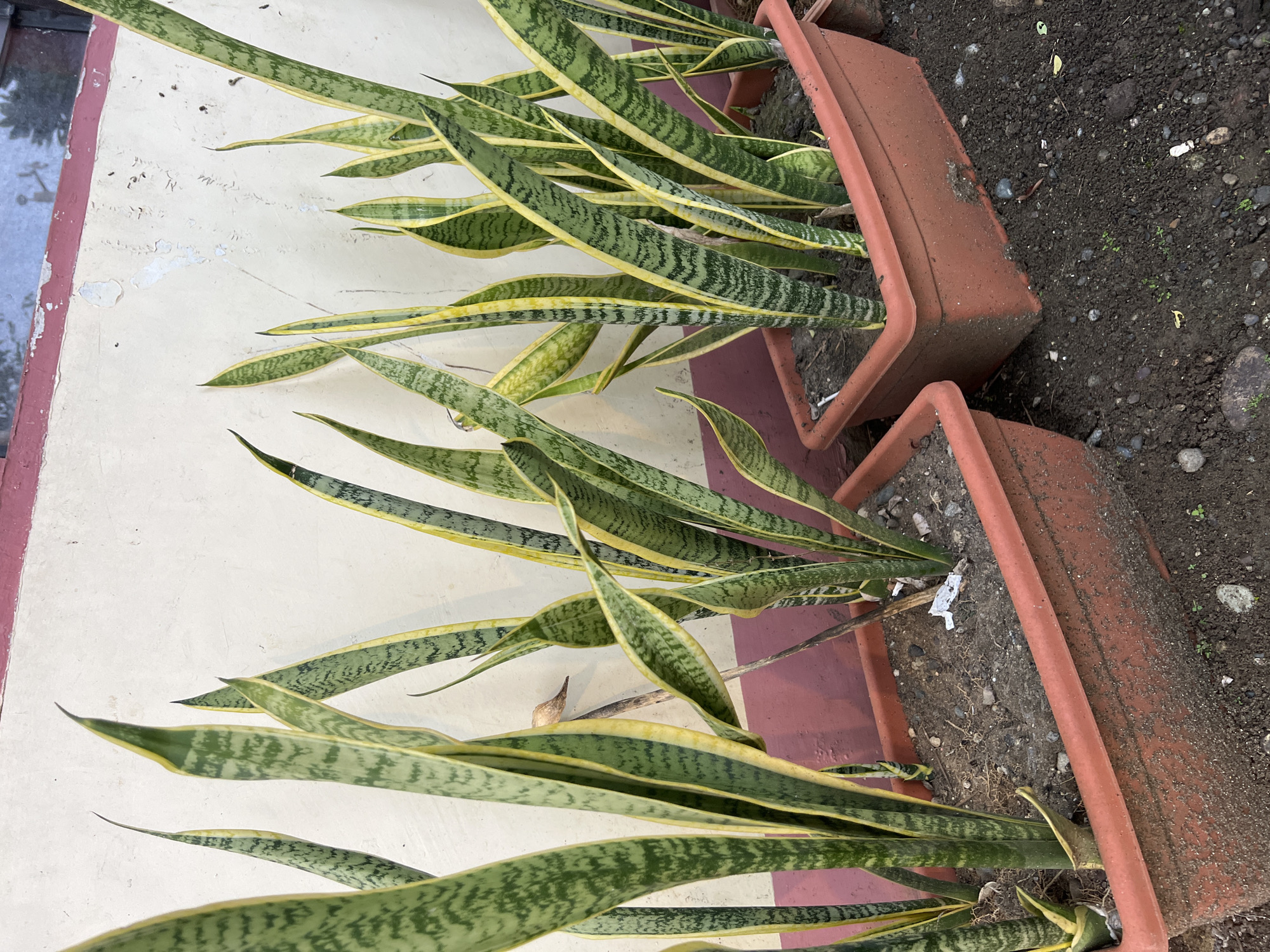 Two terracotta rectangular planters containing snake plants sit adjacent to a weathered wall with peeling paint and a red trim. The plants have long, pointed leaves with green and yellow variegation. Dark soil and small rocks surround the planters on the right. The location is Davao City, Philippines.