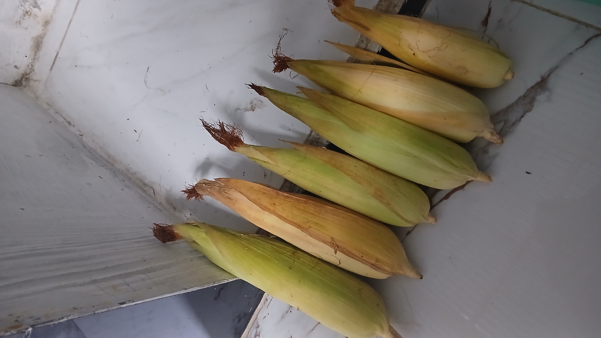 Seven ears of corn, some with husks still attached, are laid out diagonally on a white tiled surface. The corn cobs vary in color, with some being pale green and others a golden yellow. The background consists of a white wall with visible lines and some staining. The scene appears to be indoors, possibly in a kitchen or food preparation area in Klambir Lima Kebun, Indonesia.