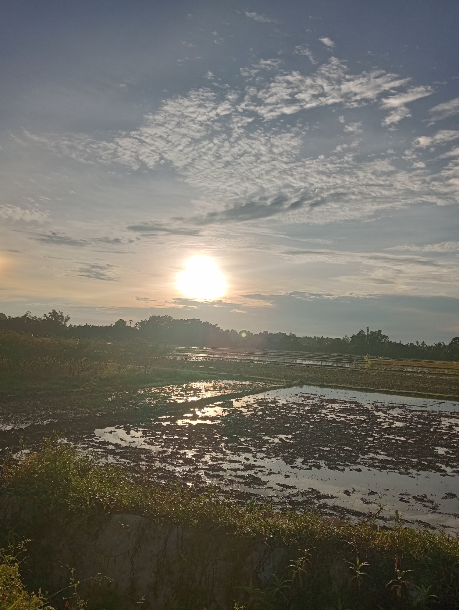 This is a vertical, medium-shot photograph of a rural landscape in Keudejungkagajah, Indonesia, at sunrise or sunset. The sun, a bright, circular orb, is positioned in the upper center of the frame, casting a warm, golden light across the scene. Wispy clouds, some appearing as streaks and others as small, puffy formations, fill the sky.
The foreground is dominated by a muddy field, likely a rice paddy, with patches of water reflecting the sky and sunlight. The texture of the soil is uneven, with clumps and furrows visible. Lush green vegetation, appearing somewhat wild and untamed, grows along the bottom edge of the frame, creating a natural border.
In the midground and background, a line of trees forms a dark silhouette against the bright sky. The trees vary in height and density, suggesting a natural forest or a cultivated area. The overall atmosphere is serene and tranquil, with a sense of natural beauty and rural life. There are no people or animals visible in the frame.