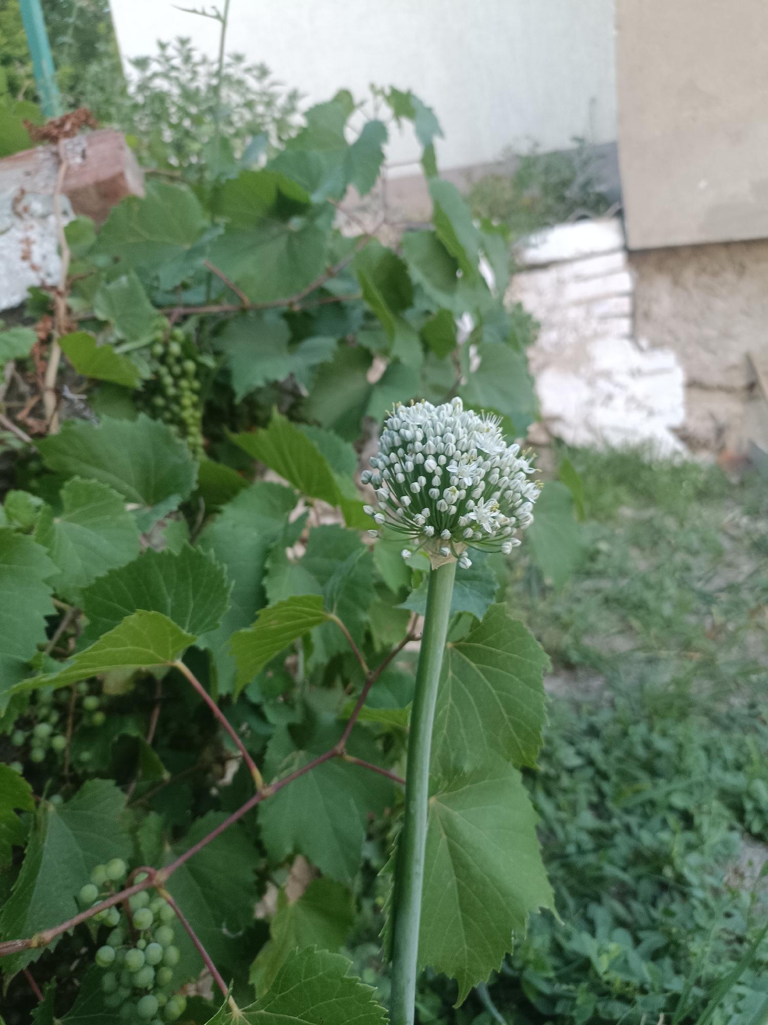 In Rybnitsa, Moldova, an onion flower stands tall on its green stalk, surrounded by lush green grape leaves and immature green grapes. The flower, a spherical cluster of small white blossoms, is in focus, while the background is blurred. A brick structure and a beige wall are partially visible in the background, suggesting an outdoor domestic setting. The overall scene captures the essence of a garden in bloom.