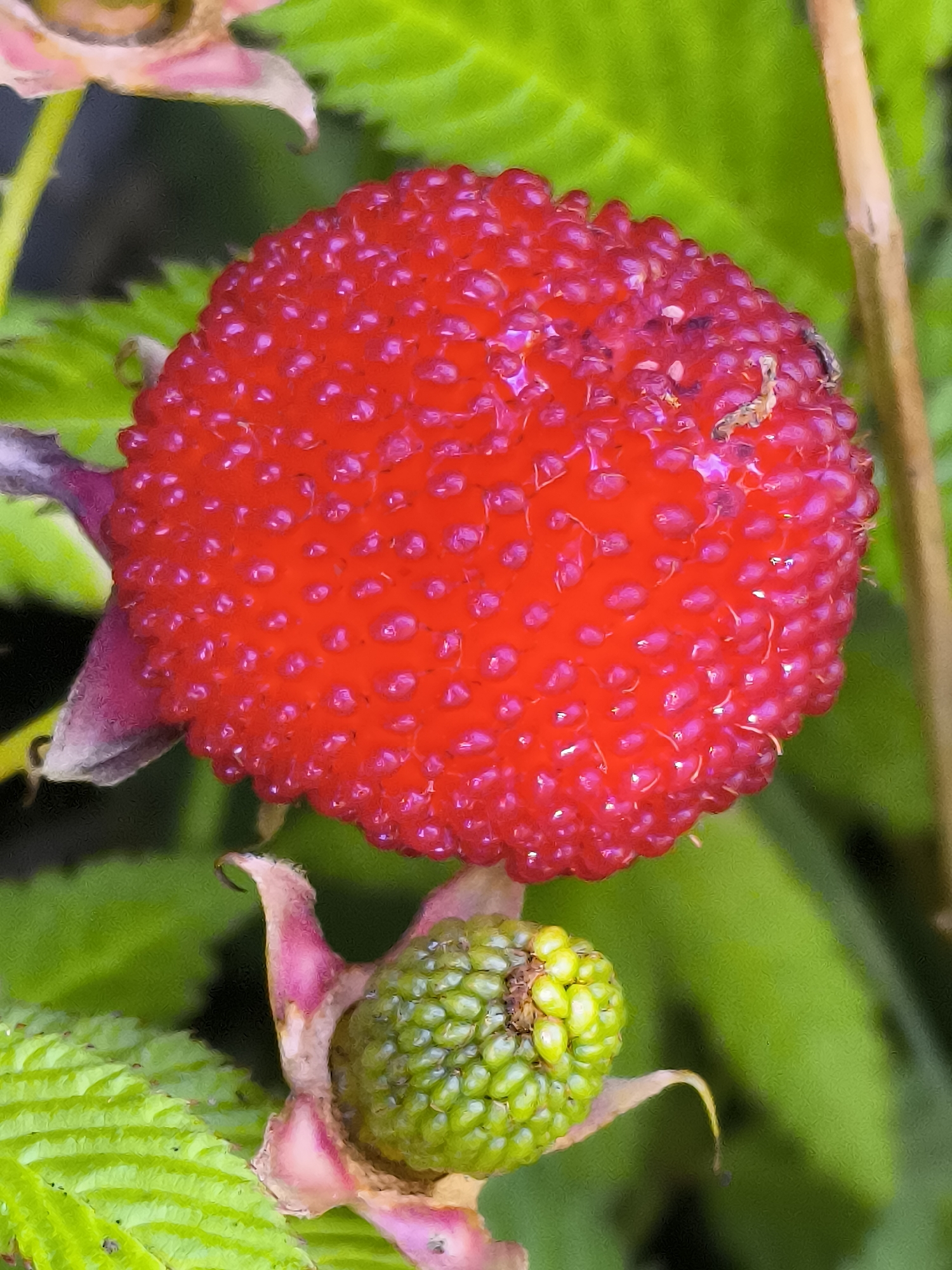 A close-up, high-angle shot focuses on a ripe red raspberry and an unripe green raspberry. The red raspberry, positioned in the upper portion of the frame, is large and perfectly round, its surface covered in numerous small drupelets. A faint, light-colored insect is visible on its upper right side. Below it, the smaller green raspberry, still developing, displays a more clustered arrangement of drupelets. Both berries are surrounded by blurred green foliage and stems, suggesting an outdoor, natural setting. The image provides a detailed, macro view of the fruit, highlighting its texture and color progression. The location in Dercekliai, Lithuania, is not discernible from the visual information provided in the image itself.