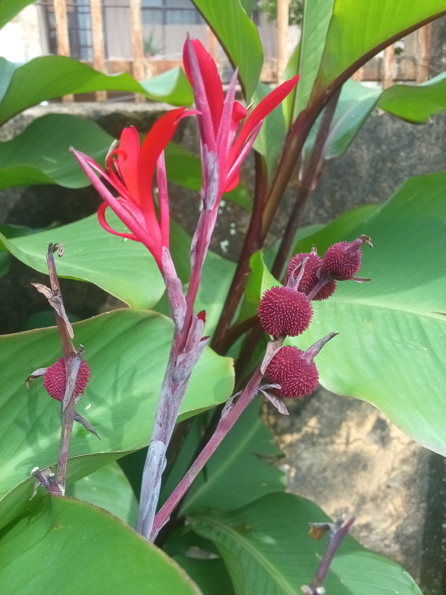 The image shows a close-up of a canna lily plant with red flowers and seed pods. The plant has large, green leaves and thick, purplish-red stems. The flowers are vibrant red with delicate petals, and several spherical, spiky seed pods in a deep red color are also visible. The background is blurred but appears to be an outdoor setting with a stone wall and a hint of a building with wooden fencing. The lighting suggests it is daytime, with sunlight illuminating the plant. This image was captured in Rafin Par, Nigeria.
