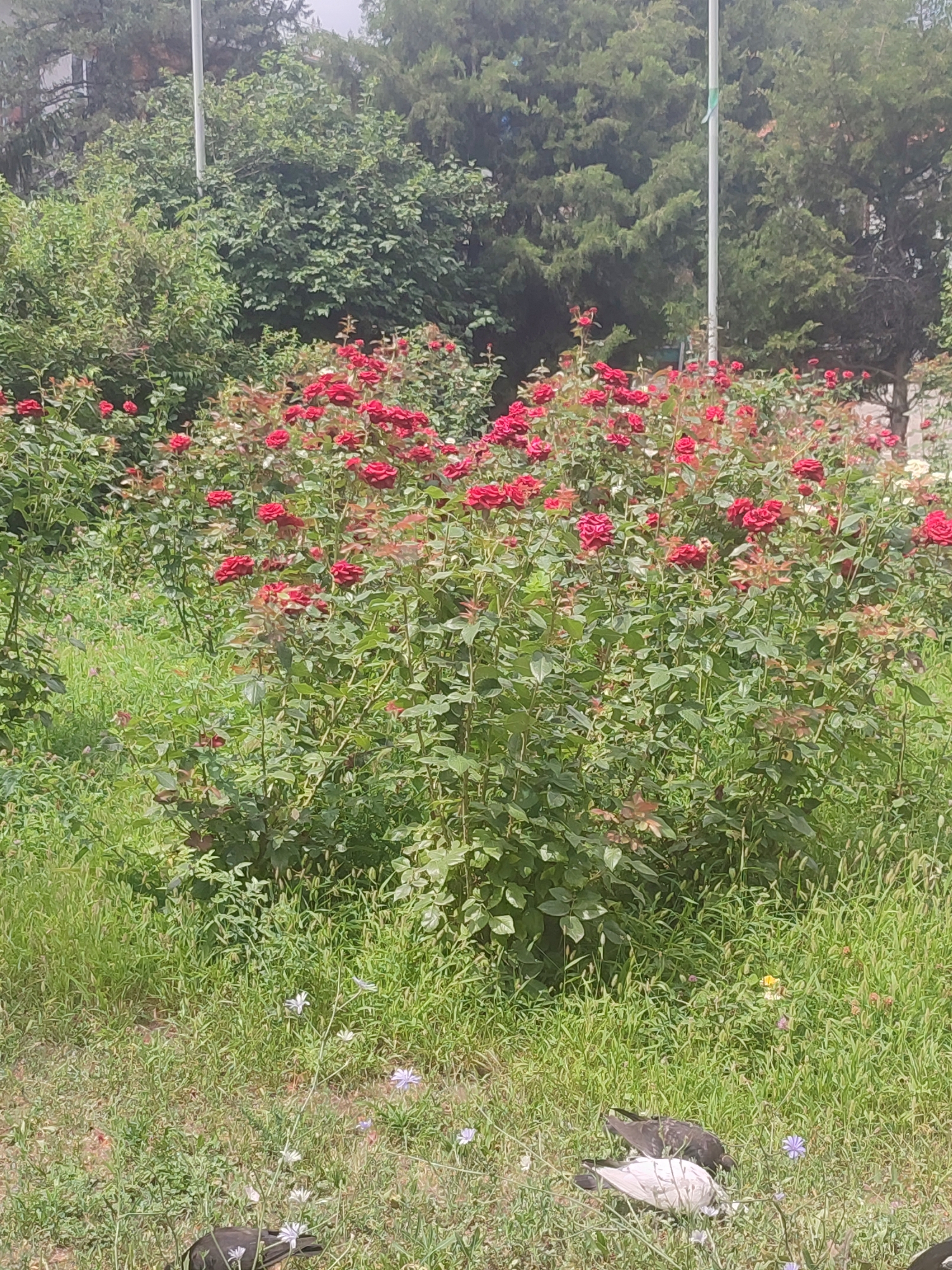 The image shows a dense bush of red roses with lush green foliage, interspersed with other green vegetation and grass. In the foreground, on the grass, are two pigeons, one dark gray and the other light gray, foraging. Several small purple and white wildflowers are scattered amongst the grass. In the background, tall trees and a light-colored pole are visible, suggesting an outdoor setting likely within a park or garden. There are no people present in the image. The image does not contain information that can determine its specific location in the city of Almaty, Kazakhstan.