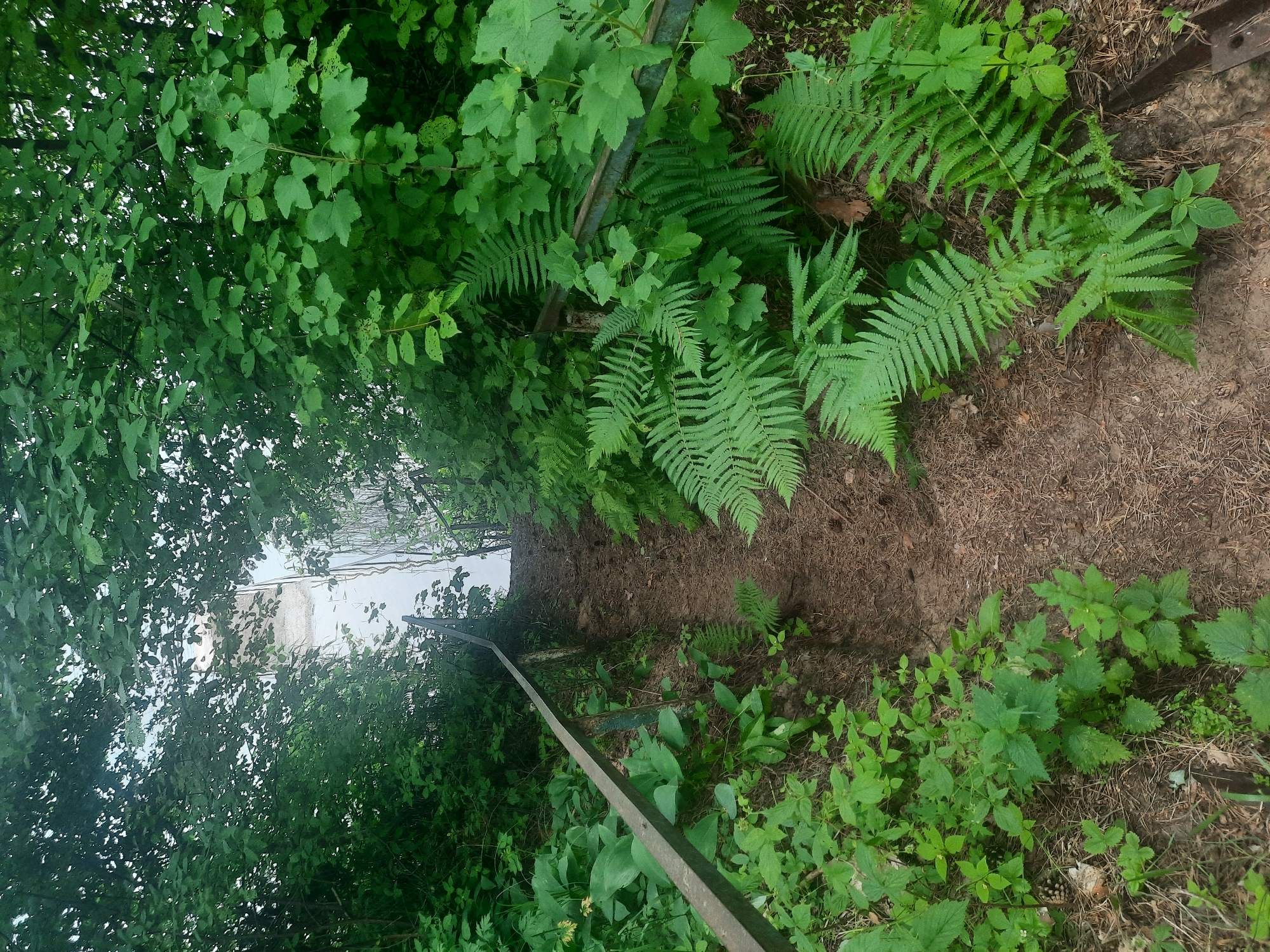 The image depicts a dirt path leading down a slope towards a body of water, likely a lake or river, visible through dense green foliage. A metal handrail runs along the left side of the path, partially covered by plants. Ferns and other undergrowth are abundant on both sides of the path. The scene appears to be a natural setting, possibly a park or a rural area, with no people or structures immediately visible. The overall impression is one of a serene, overgrown natural landscape. The location is specified as Parachcha, Belarus.