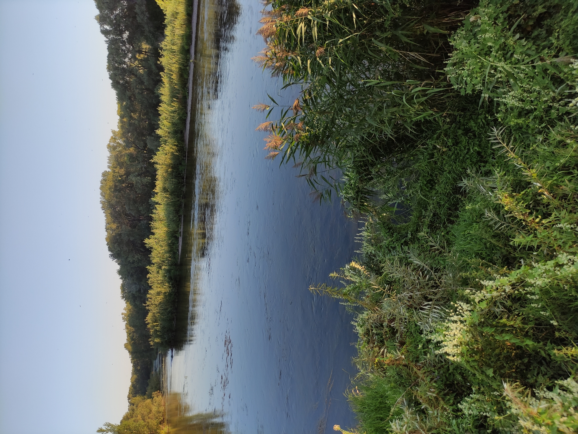 The image captures a serene natural landscape along a river, likely in or near Semey, Kazakhstan. The foreground is dominated by lush, green vegetation, including tall reeds with feathery tops in the right portion of the frame, and a variety of smaller plants and grasses. The river occupies the mid-ground, its dark, calm waters reflecting the clear, pale blue sky and the trees lining its banks. The water appears to have some gentle ripples, suggesting a slight current. In the background, a dense line of trees, primarily deciduous, stretches across the horizon, their leaves illuminated by the warm glow of what appears to be late afternoon or early morning sunlight. The overall impression is one of tranquility and natural beauty, with no human presence immediately visible in the scene. The location is consistent with the natural riverine environments found along the Irtysh River in the Semey region.