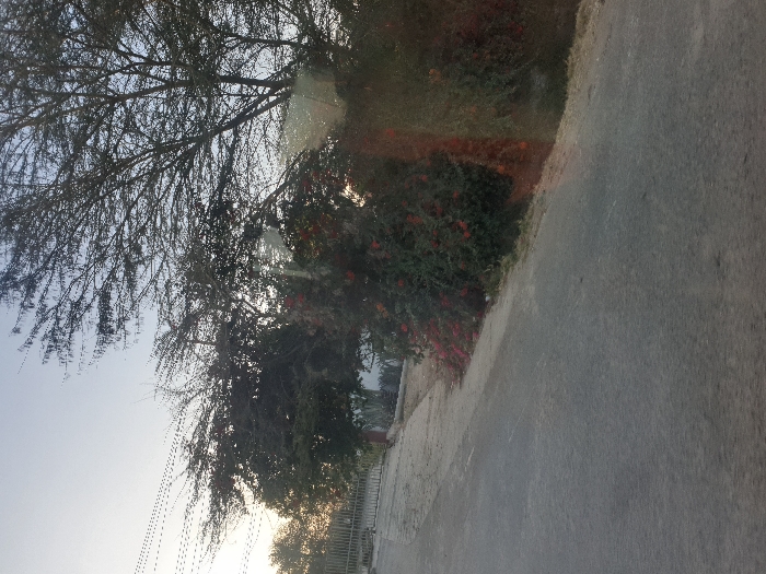A sun-drenched road stretches along the right side, bordered by a vibrant hedge of green foliage and red flowers. Above, a sprawling, bare tree occupies the upper left, its branches reaching towards a bright sky. The image hints at a tranquil, roadside scene under a warm, sunny atmosphere.