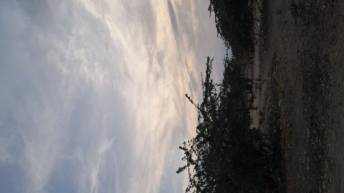 Wispy clouds streak across the sky, hinting at sunset or sunrise. The light illuminates the clouds with soft hues. Trees and bushes line the horizon, creating a dark silhouette against the sky. The ground is dry and dusty, suggesting an arid landscape. Overall, the scene evokes a sense of tranquility and peacefulness, with the natural elements blending harmoniously.