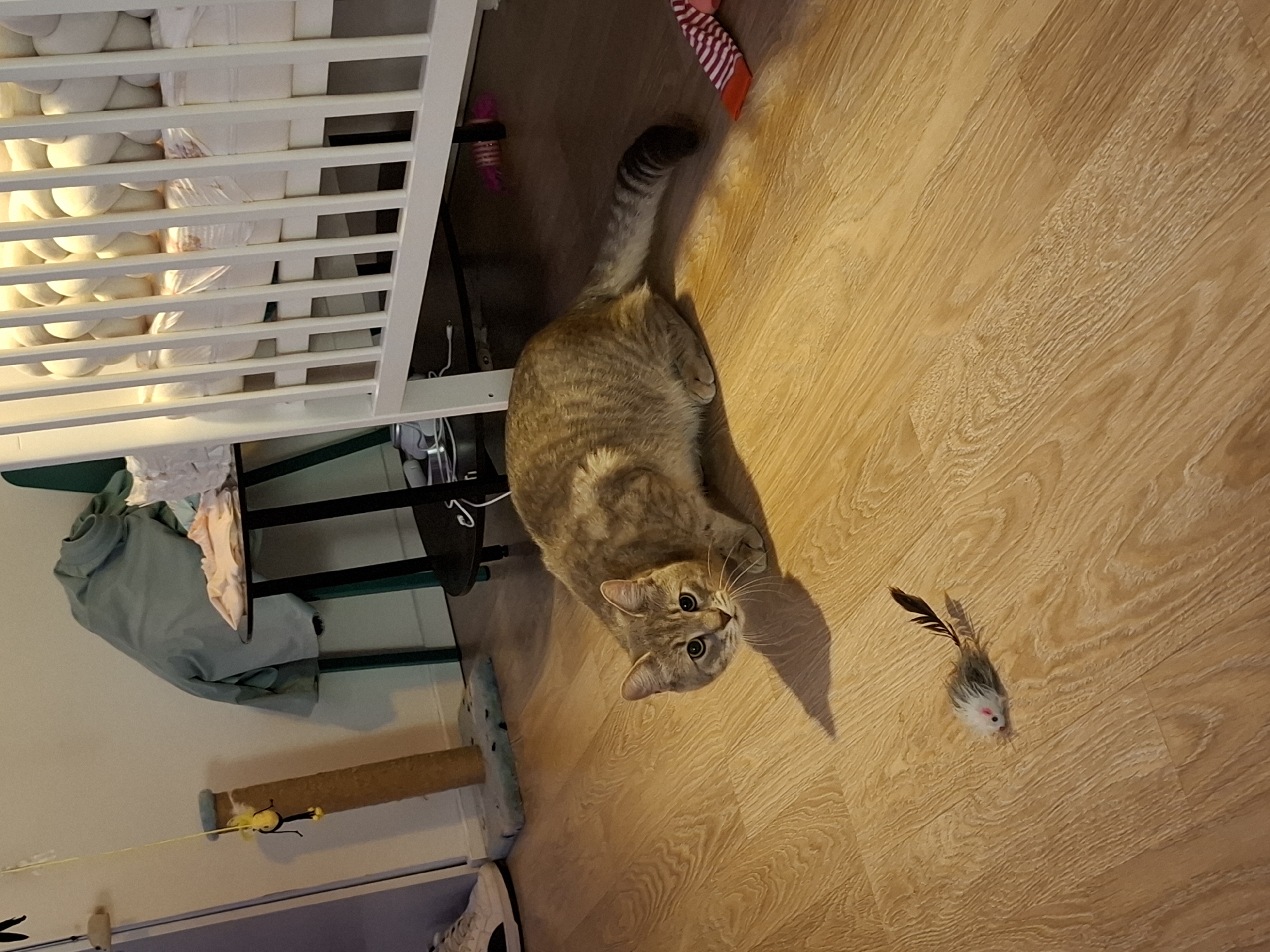 In Zemun Urban Municipality, Serbia, an indoor domestic scene features a short-haired tabby cat with light brown, tan, and grey striped fur, crouching low on a light-colored wooden laminate floor. The cat's wide, light green eyes are directed towards the viewer, and its tail displays distinct dark rings. In the immediate foreground on the floor, a white, grey, and black toy mouse with a pink nose and a dark feather tail is positioned. To the left, a sisal-wrapped scratching post, topped with a yellow string from which a black and yellow bee-like toy hangs, stands on a light blue mat. A white athletic shoe is partially visible on the far left. On the right, a white wooden baby crib with vertical bars contains a white braided bumper and a white sheet. Beneath the crib, a pink cylindrical toy is visible, and a pink and red striped sock or fabric lies on the floor nearby. A small, round, black two-tiered side table is partially visible under the crib, holding a light-colored power adapter and cables. Another similar side table behind the scratching post supports a light green garment and other fabrics. The walls are plain and light-colored. Shadows are cast on the floor by the cat and other objects.