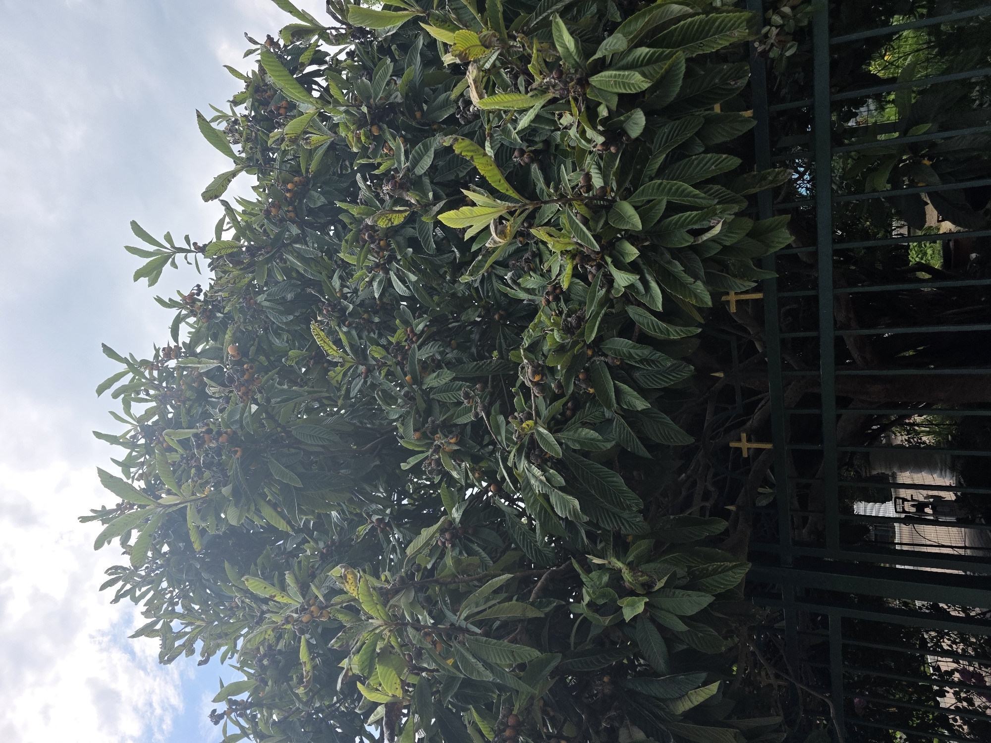 A loquat tree with numerous brown and yellow fruits and dark green leaves is visible behind a dark green metal fence. The fence has a repeating pattern of vertical bars and a horizontal top rail. Two golden crosses are affixed to the fence, one partially obscured by branches. The sky above is cloudy with patches of blue. The scene appears to be outdoors, possibly in a residential area or park in Sochi, Russia.