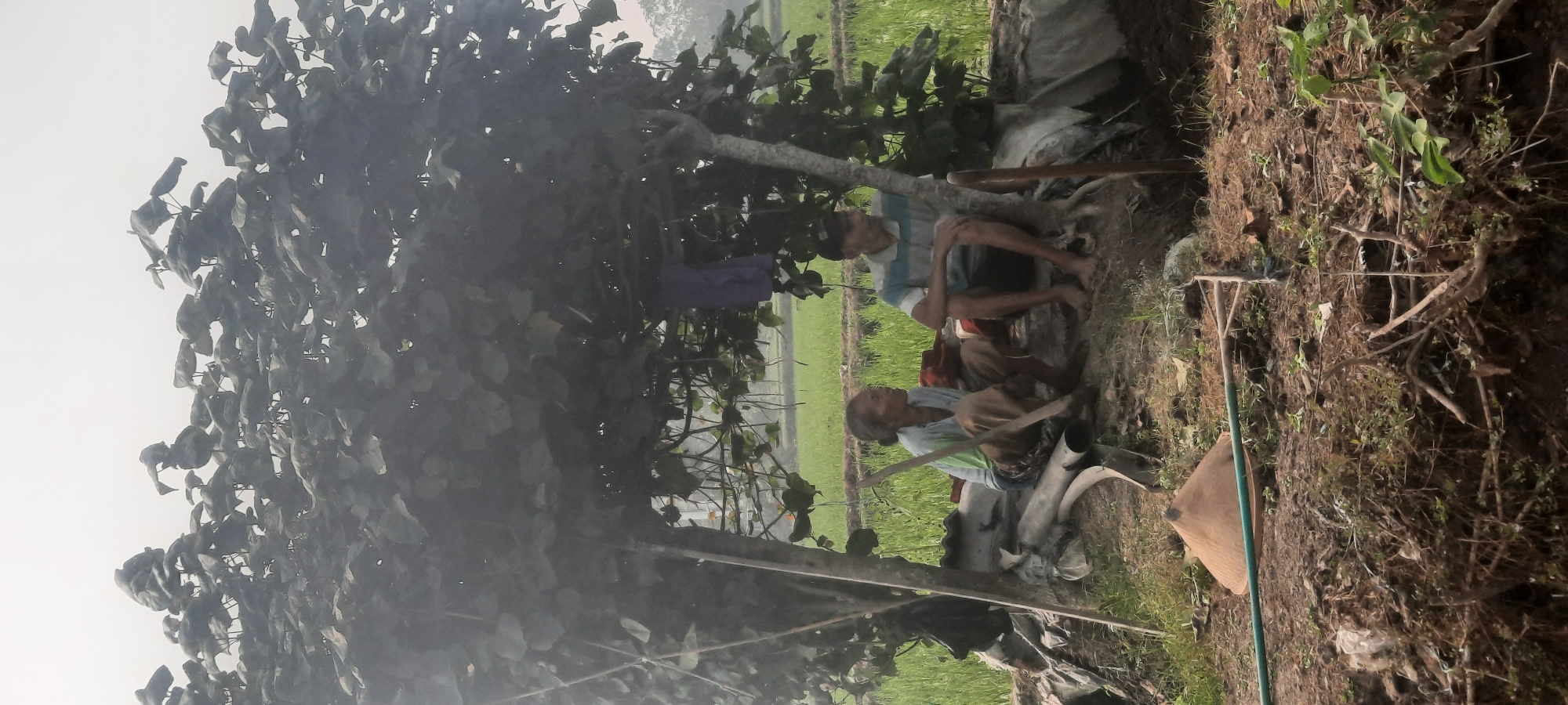 Two individuals are seated beneath a dense canopy of leaves, likely seeking shade from the sun. The woman, on the left, wears a light-colored shirt and dark pants and is holding a farming tool, possibly a hoe. The man, on the right, is dressed in a blue and white striped shirt and dark shorts. They are positioned on a raised, uneven surface covered with what appears to be some form of tarp or matting. To the left of the woman, a conical straw hat rests on the ground, suggesting agricultural activity. In the background, a lush green rice paddy stretches out under a hazy sky, indicating a rural setting. The overall scene depicts a moment of rest for farmers in a tropical environment, likely in the vicinity of Ploso, Indonesia, given the context of rice cultivation.