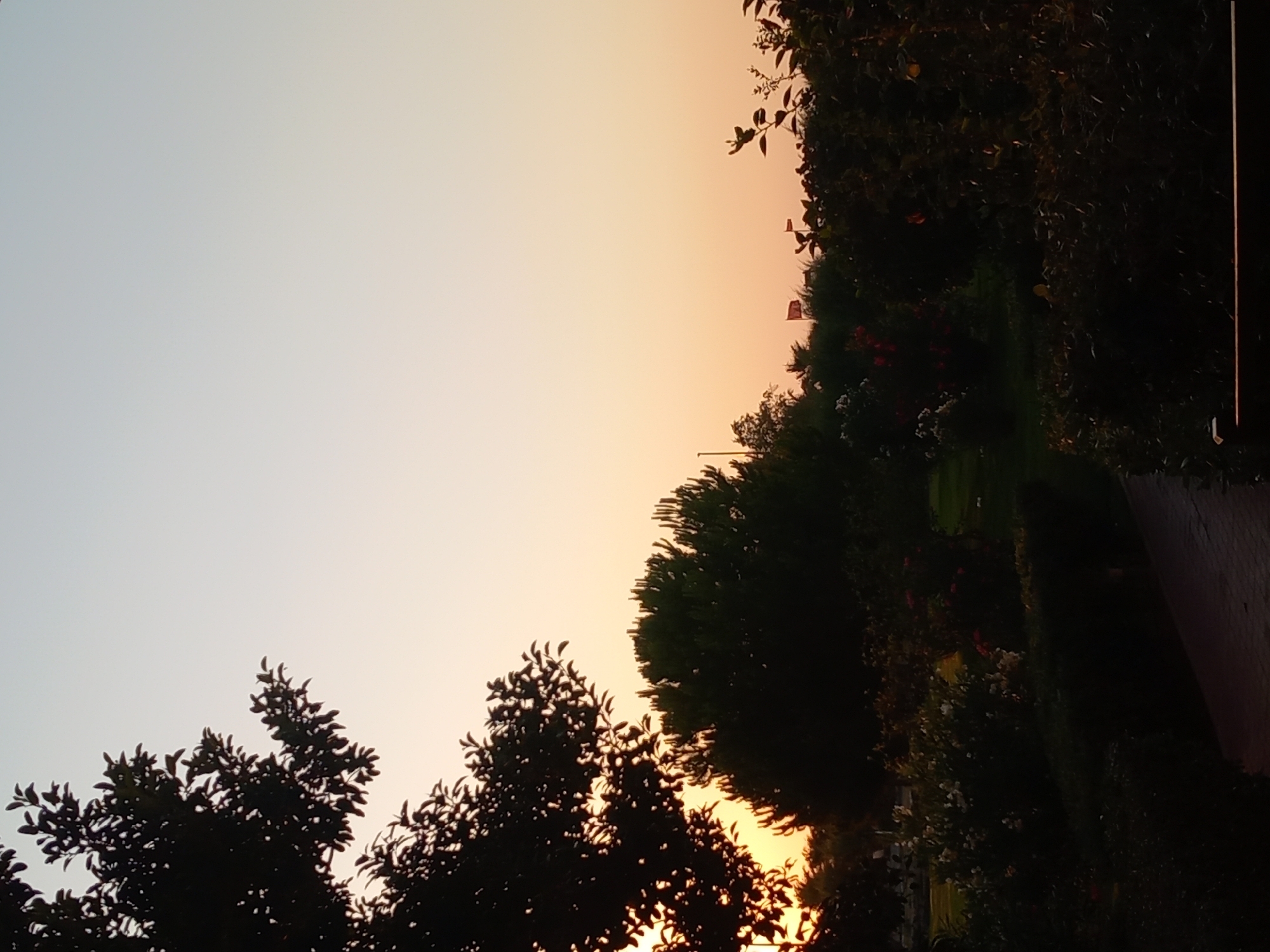 The image depicts an outdoor scene with a sunset. The sky transitions from a pale blue at the top left to a warm orange hue towards the right. Silhouettes of trees and foliage dominate the right side of the frame, with some hints of red and white flowers interspersed among the greenery. The dark masses of leaves and branches create a stark contrast against the glowing sky. A paved surface, possibly a path or walkway, is visible on the far right, reflecting the warm light of the sunset. Two small, flag-like objects are visible on thin poles amongst the trees, but their details are indistinct. The overall impression is one of a serene evening, possibly in a garden or park, as the day concludes. The time of day is clearly sunset, indicated by the colors of the sky. The weather appears clear, allowing for unobstructed views of the sunset. There is no visible text in the image.