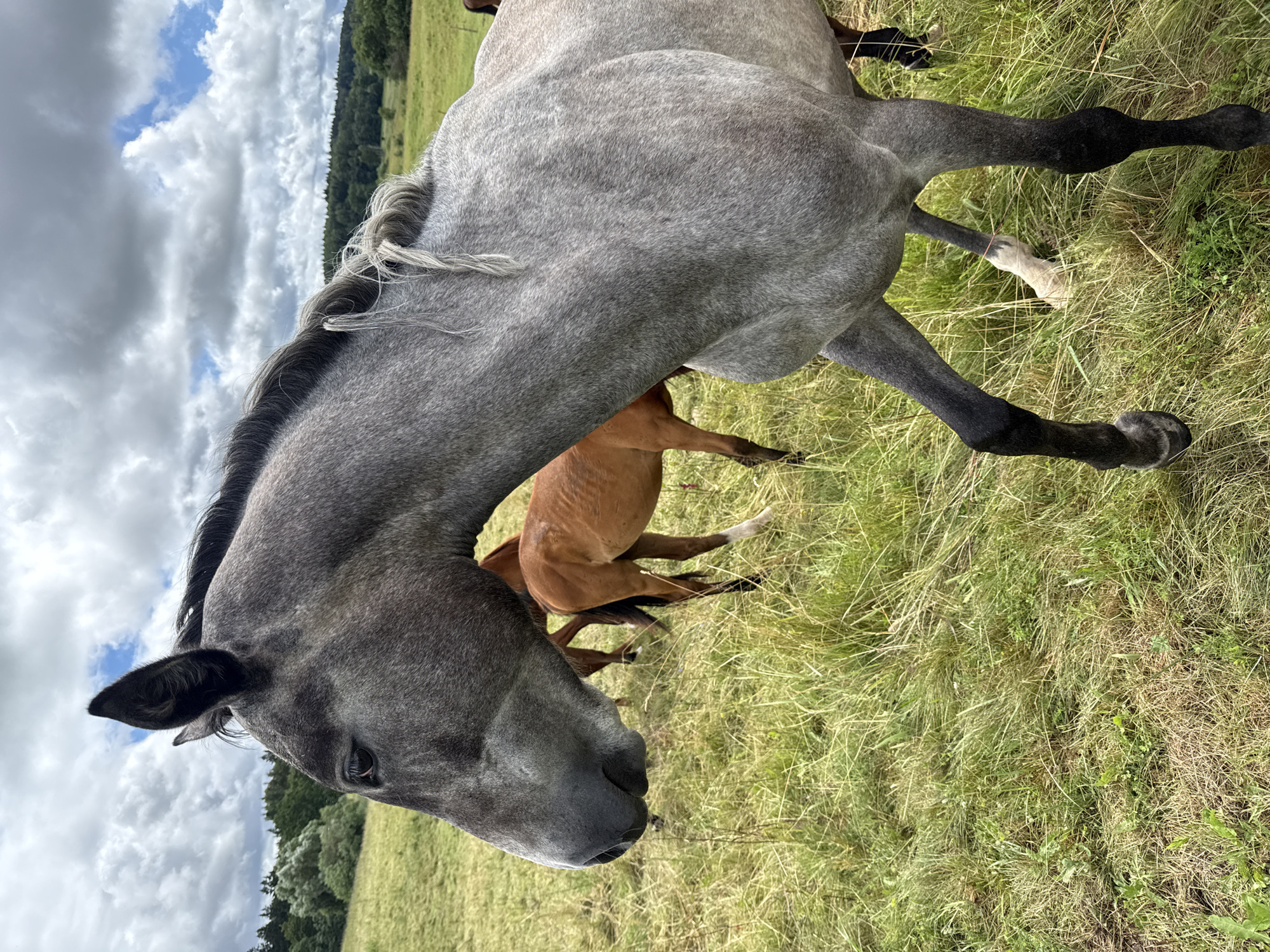 A dappled gray horse is the primary subject in this medium shot, positioned in the foreground of a grassy field. The horse is facing left, with its head and neck prominently displayed, revealing its dark eye and prominent ears. Its mane is gray and appears to have a braided section. The horse's body extends to the right, showing its gray and black legs, with one hind leg appearing to have a light-colored hoof. In the background, several other horses, primarily brown, are visible grazing in the field. The environment is a lush green meadow with tall grass. Beyond the field, a line of trees forms a distant treeline, and the sky is partly cloudy with patches of blue. The scene appears to be a rural setting, possibly a farm or pasture in the vicinity of Bendoriai, Lithuania.