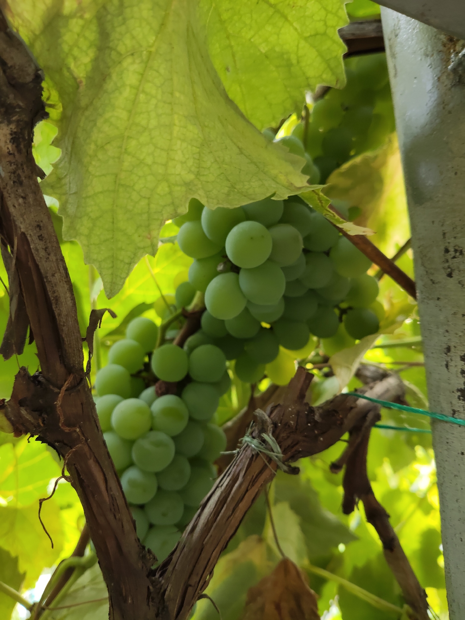 A close-up, vertical shot captures a cluster of ripe green grapes hanging from a vine. The grapes are plump and round, tightly packed together on a thick stem. The vine's branches are a rich, dark brown, some appearing weathered and gnarled, with a few thin tendrils curling outwards. Large, vibrant green leaves, some with visible veins, dominate the upper portion of the frame, casting shadows and providing a lush backdrop. A pale grey, slightly textured vertical pole is visible on the right side of the image, appearing to support the vine. A thin, bright green string is tied around one of the vine's branches. The overall lighting suggests a sunny outdoor environment, with dappled sunlight filtering through the leaves, creating highlights and a soft glow on the grapes. The scene appears to be in a garden or vineyard setting.