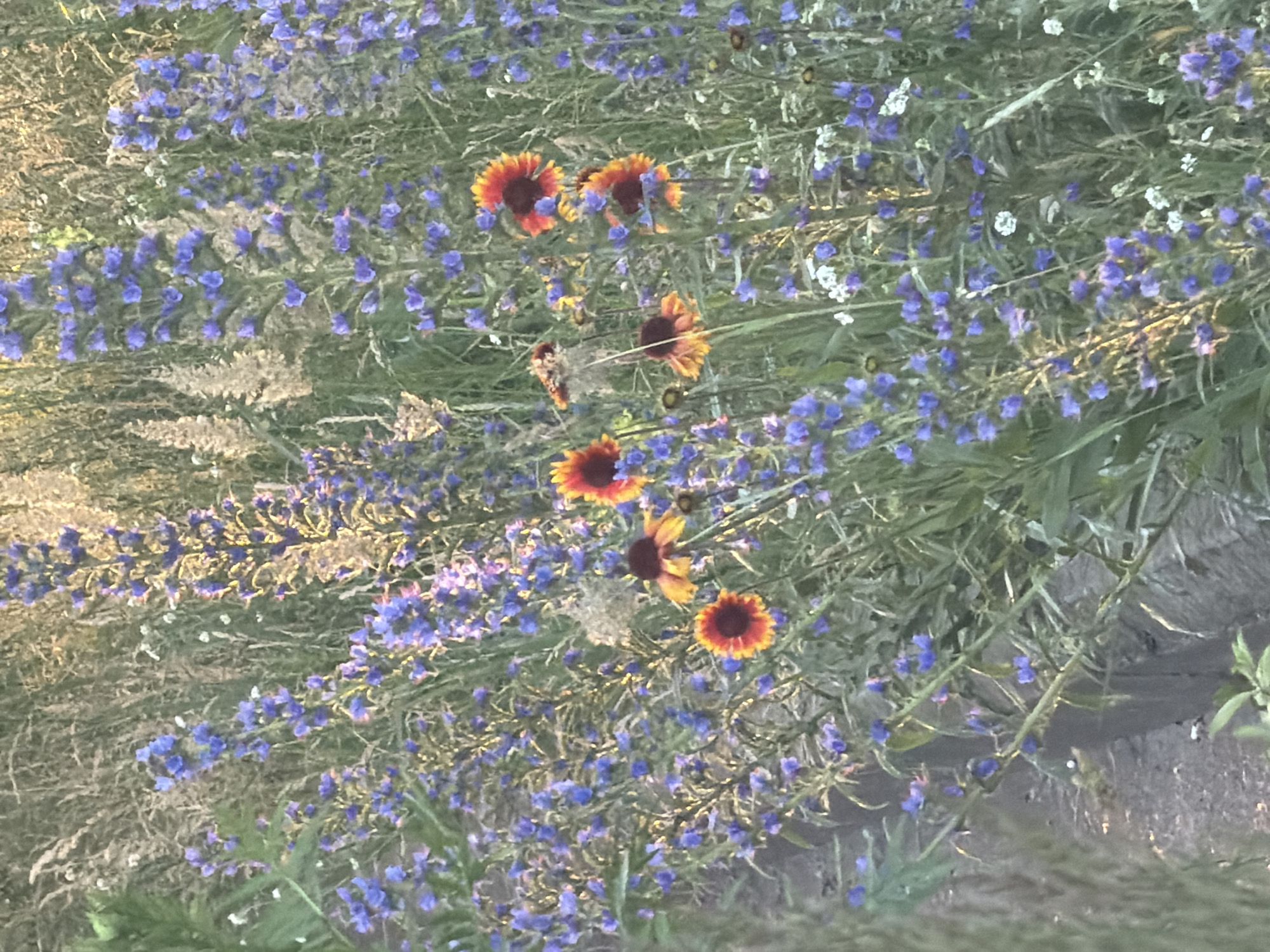 The image depicts a close-up view of a densely planted garden or natural area featuring a variety of wildflowers. Dominant in the scene are tall spikes of small, tubular purple flowers, likely a type of Echium or Veronica, interspersed with clusters of shorter plants. Several bright orange and red flowers with dark centers, resembling Gaillardia or Helenium, are scattered throughout the lower and middle sections of the frame, providing vibrant accents against the predominantly purple and green foliage. The background consists of dried grasses and other vegetation, suggesting a natural or semi-natural setting. The lighting indicates it is likely late afternoon or early morning, with the sun casting a warm glow on the plants. There are no people, animals, or man-made structures visible in the image, apart from a dark, rough-textured object along the bottom left edge which may be a curb or a log. The image quality is somewhat soft and slightly blurry. The scene is consistent with a natural landscape or a garden in Chaikovsky, Russia, particularly during the flowering season.