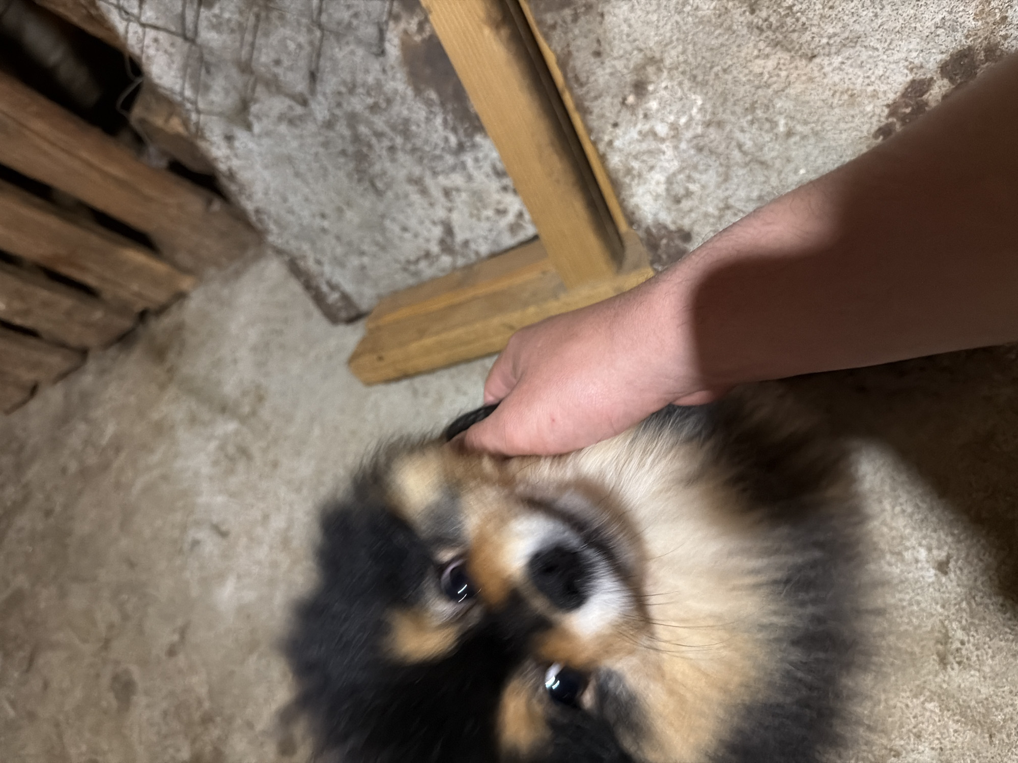 A close-up shot from an elevated angle depicts a person's hand touching a dog's head. The dog has black and tan fur and is looking up at the camera. The background is blurry, but includes a wooden structure, and a concrete floor. The location is not identifiable from the image.