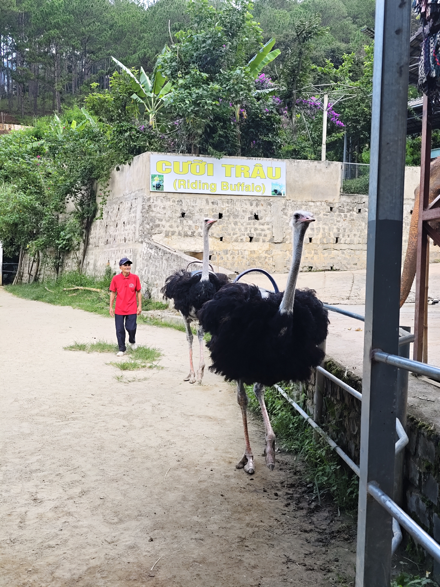 In Định An, Vietnam, a man in a red polo shirt and dark pants walks on a dirt path. Two ostriches stand on the path, one in the foreground and another behind it. The ostrich in the foreground has its head and long neck visible, along with its dark, fluffy body and long legs. Behind the ostriches, a stone wall with a sign reading "CƯỜI TRÂU (Riding Buffalo)" is visible. The background features a lush green forest on a hillside. The scene appears to be an outdoor park or attraction.