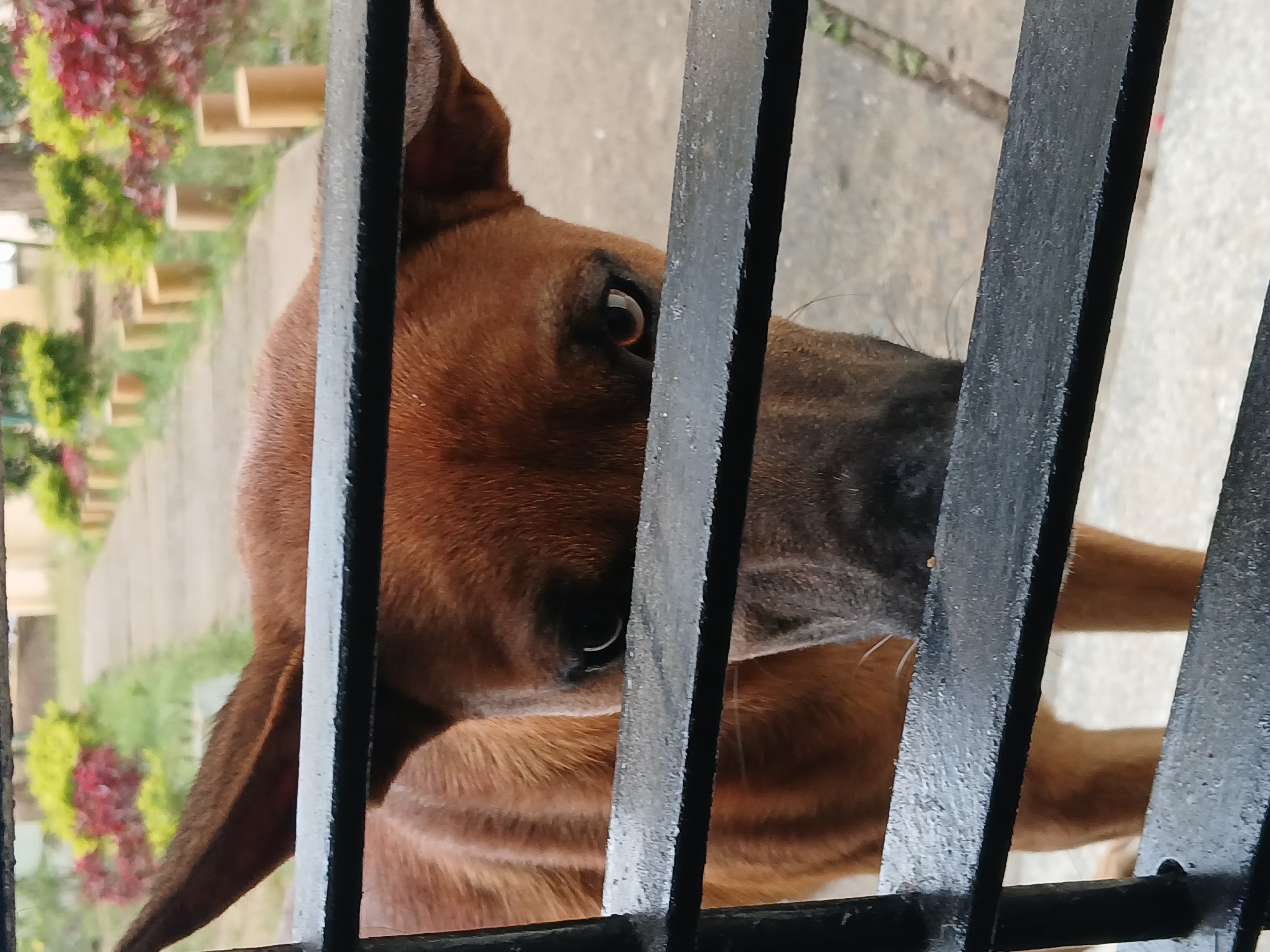 A reddish-brown dog, characterized by a darker muzzle and alert, erect ears, is positioned directly facing the viewer from behind a black, barred gate or fence. Its amber-brown eyes are clearly visible between two horizontal black bars, with a vertical black bar also present on the left side of the frame. The dog's body, primarily visible through the bars, appears of medium build with short fur. In the background, a paved pathway recedes into the distance, bordered on both sides by regularly spaced, light-colored cylindrical bollards. Beyond the pathway, cultivated landscaping features dense bushes with green and red foliage. The environment is outdoors, under natural illumination. This scene is situated in Ciudad Guayana, Venezuela.