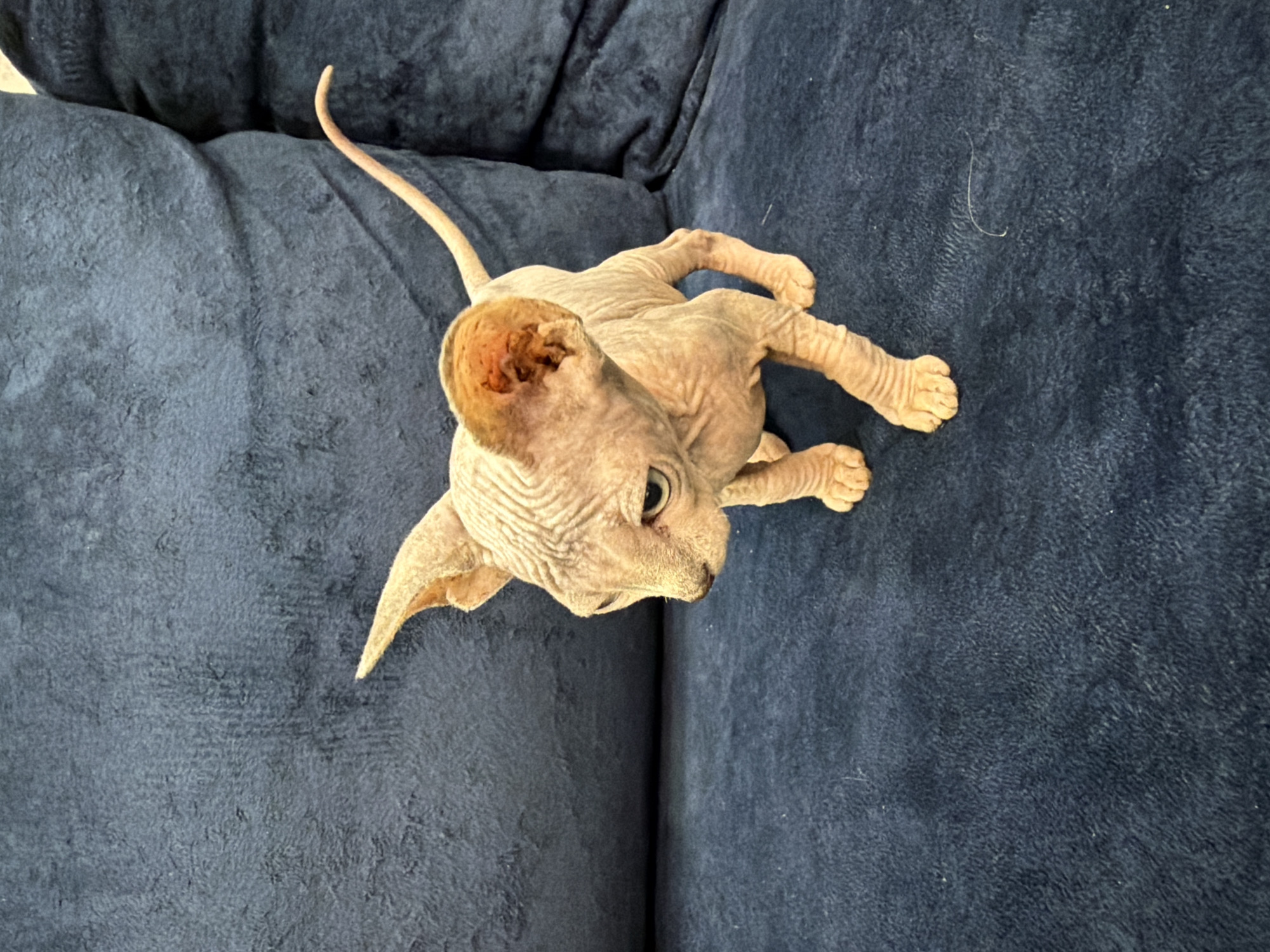 A naked Sphynx kitten stands on a dark blue textured surface, possibly a couch or rug. The kitten is light pink with visible skin folds and large ears. Its tail extends to the right and upwards. The background consists of more of the dark blue textured surface, with some lighter areas suggesting folds or cushions. The kitten is facing to the left, with its head turned slightly towards the viewer. There is no indication of the city of Elitnyi, Russia.