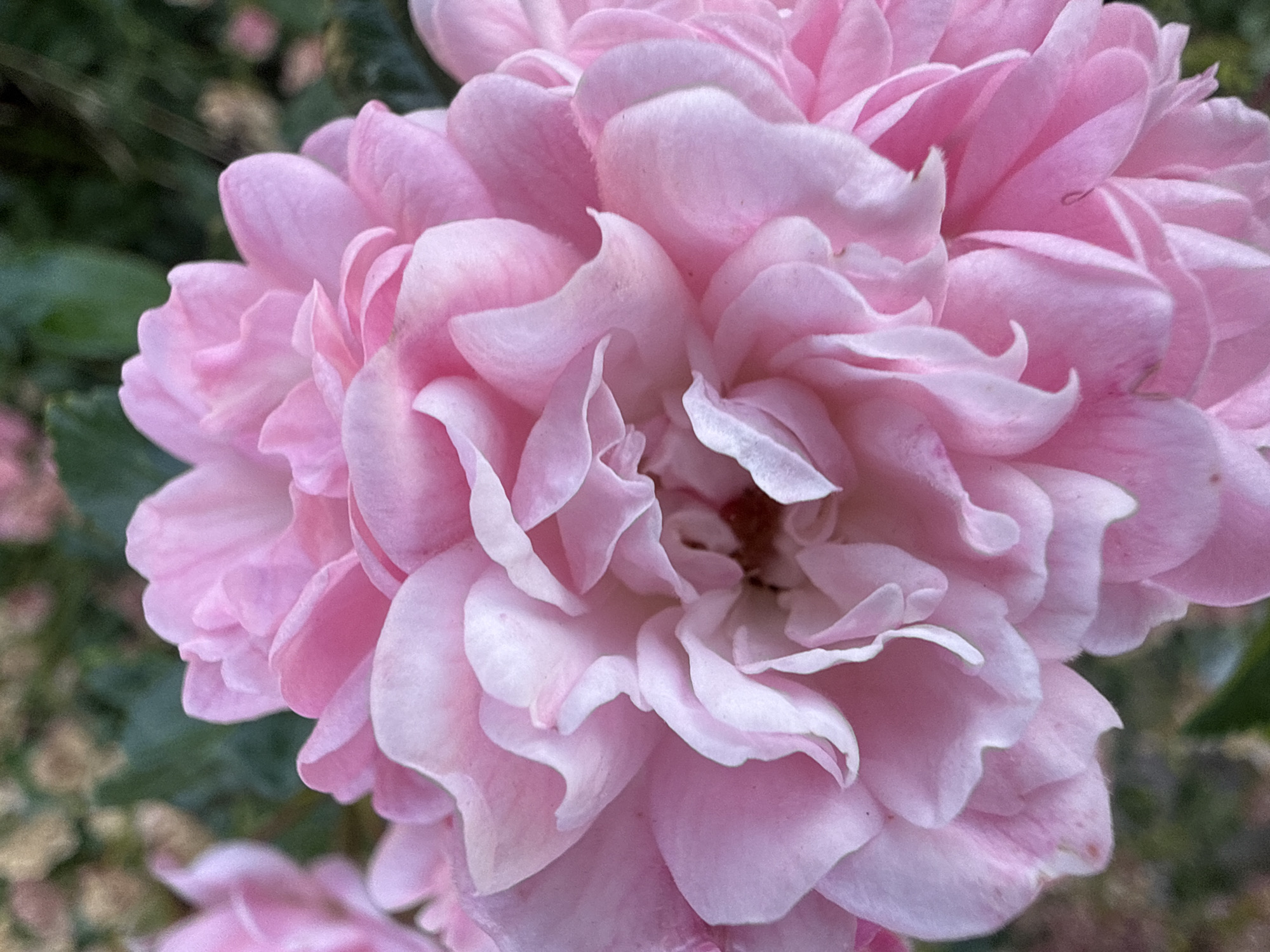 The image is a close-up, macro shot of a vibrant pink rose in bloom. The rose is the primary subject, filling most of the frame with its layered petals. The petals exhibit a delicate, ruffled texture and vary in shade from a deep pink in the center to a lighter, almost white pink on the outer edges. The background is softly blurred, showing hints of green foliage and possibly other out-of-focus pink flowers, suggesting an outdoor garden setting. There are no people or discernible man-made objects in the frame. The lighting appears natural, highlighting the soft curves and contours of the rose petals. The scene evokes a sense of natural beauty and tranquility. This image was taken in the city of Bad Salzschlirf, Germany.