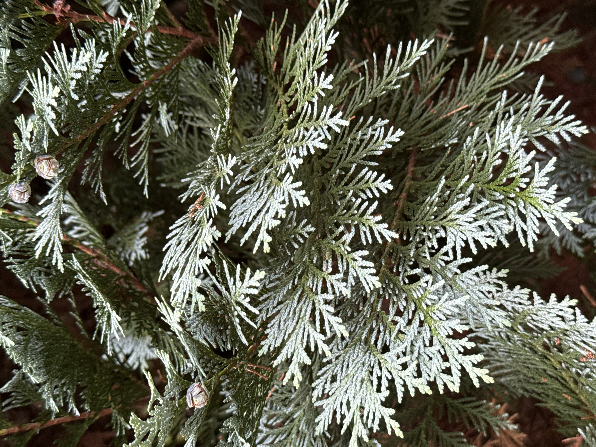 The image shows a close-up view of evergreen branches, likely from a conifer tree, possibly a cypress or cedar, with a frost-like covering on some of the needles. The needles are a deep green, with some appearing to have a lighter, almost silvery or whitish coating, especially at their tips. Several small, brown, cone-like structures are visible among the branches. The background is dark and blurred, suggesting a shaded or out-of-focus environment. The scene does not contain any people or indicate any specific actions or interactions. The image does not provide any information about the location in the city of Bad Sachsa, Germany.