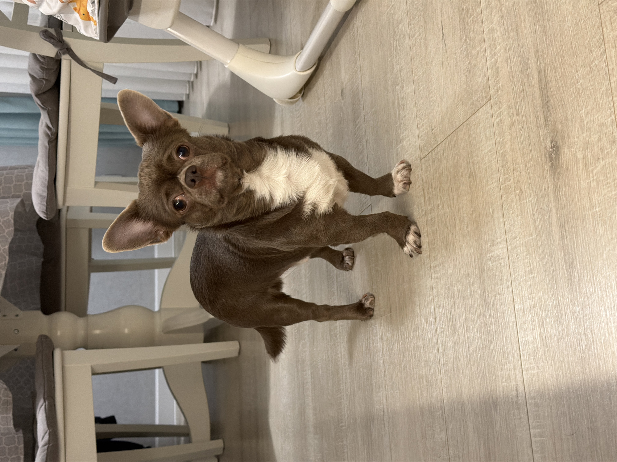A medium, eye-level shot captures a brown and white Chihuahua standing on a light wood-grain floor. The dog is positioned near a white high chair, which is partially visible on the left side and top of the frame. The dog's head is tilted, and it's looking directly at the viewer. The background includes glimpses of a gray cushioned chair and a blue-tinted window. The photograph shows indoor conditions. The city of Votkinsk, Russia, cannot be determined from the image.