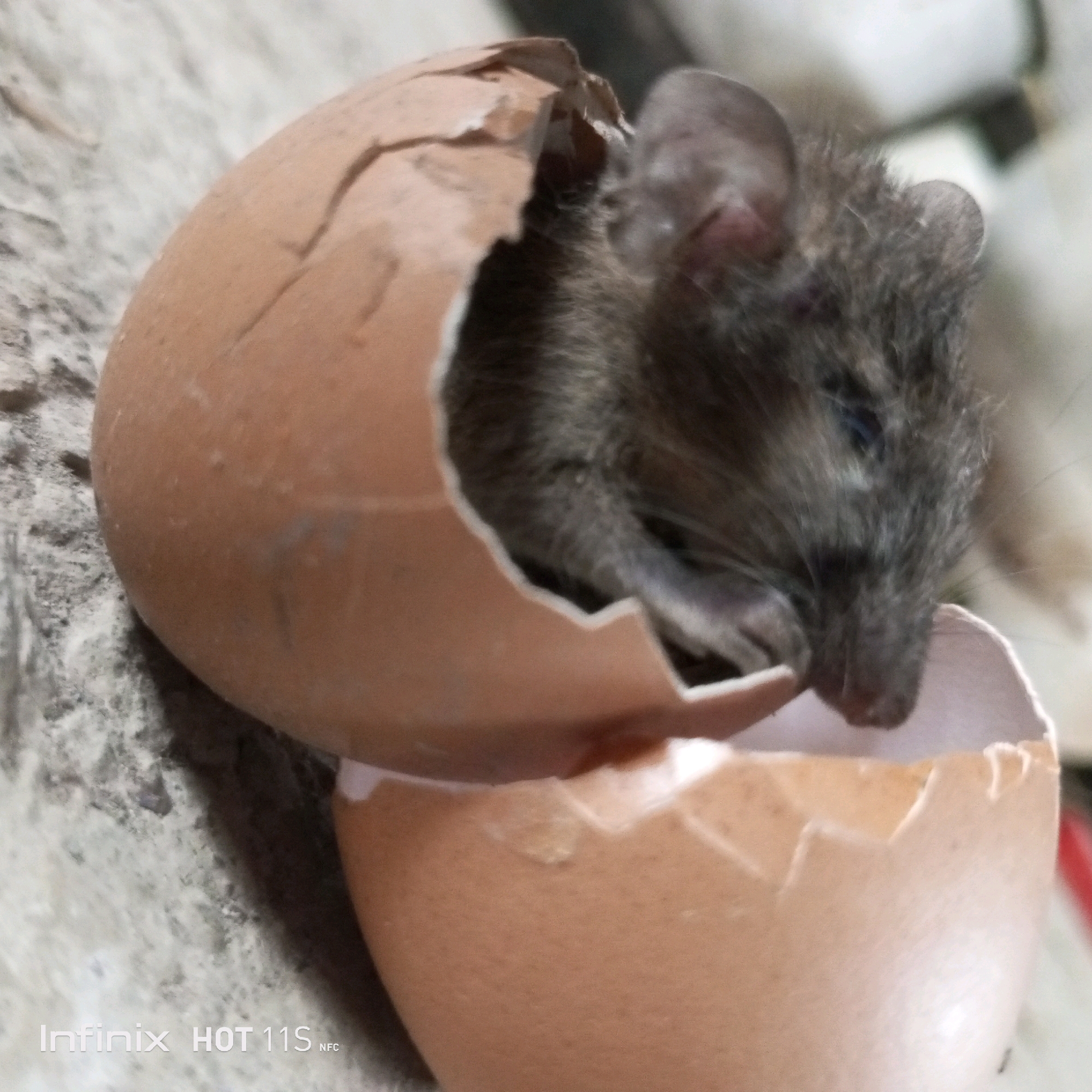 A close-up, angled shot shows a small, gray mouse partially emerging from a cracked brown eggshell. The mouse's head and front paws are visible, with its eyes appearing to be closed or not fully open. The eggshell is broken into several pieces, with the mouse nestled within the larger top half. The background is indistinct and appears to be a textured, light-colored surface, possibly concrete or dirt. The image also contains a watermark in the bottom left corner that reads "Infinix HOT 11S NFC". The scene is devoid of any indication of the city of Sukaslamet, Indonesia, or any other specific location. There are no people present, and the mouse appears to be alone in its immediate environment. The overall impression is of a fragile and somewhat unusual situation.