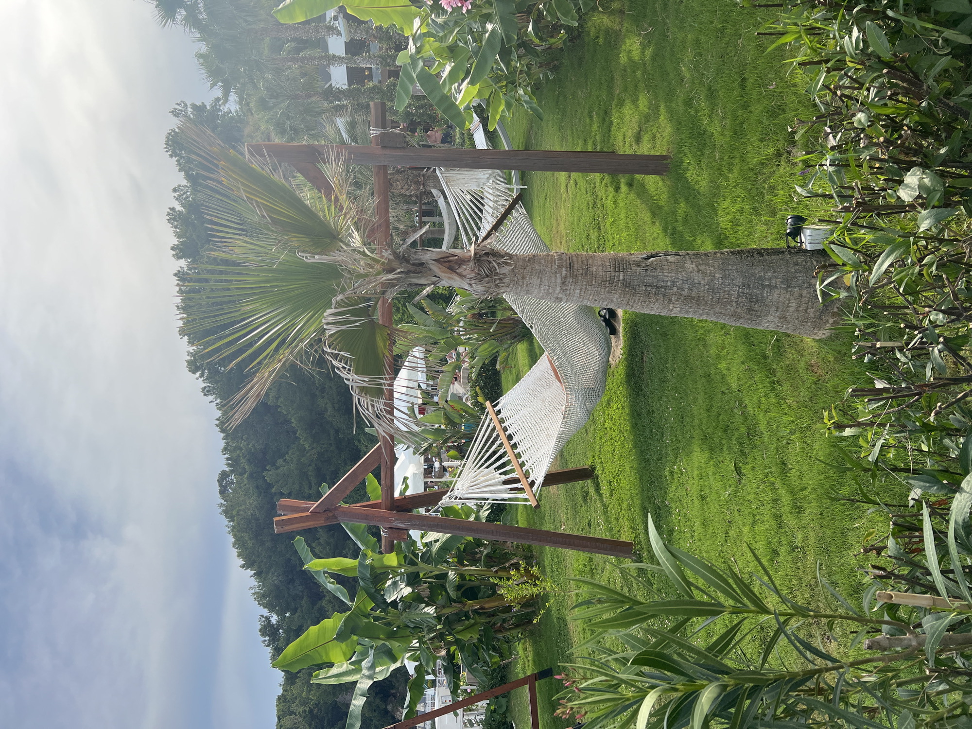 A sunlit outdoor scene in Alanya, Turkey, features a white net hammock strung between two wooden A-frame supports. The hammock is centrally located on a lush green lawn. A mature palm tree stands directly in front of the right A-frame support, with its trunk partially obscuring the wooden beam. To the left of the hammock, large-leafed banana plants add a tropical feel to the environment. In the background, a dense forest covers a hillside under a bright, partly cloudy sky. White umbrellas and structures, suggestive of a resort or outdoor seating area, are visible behind the banana plants. The foreground is occupied by various green plants and bushes, with a trimmed hedge along the very bottom edge of the frame. There are no people clearly visible in the hammock or interacting with it. The overall impression is one of a tranquil, resort-like setting on a clear day.