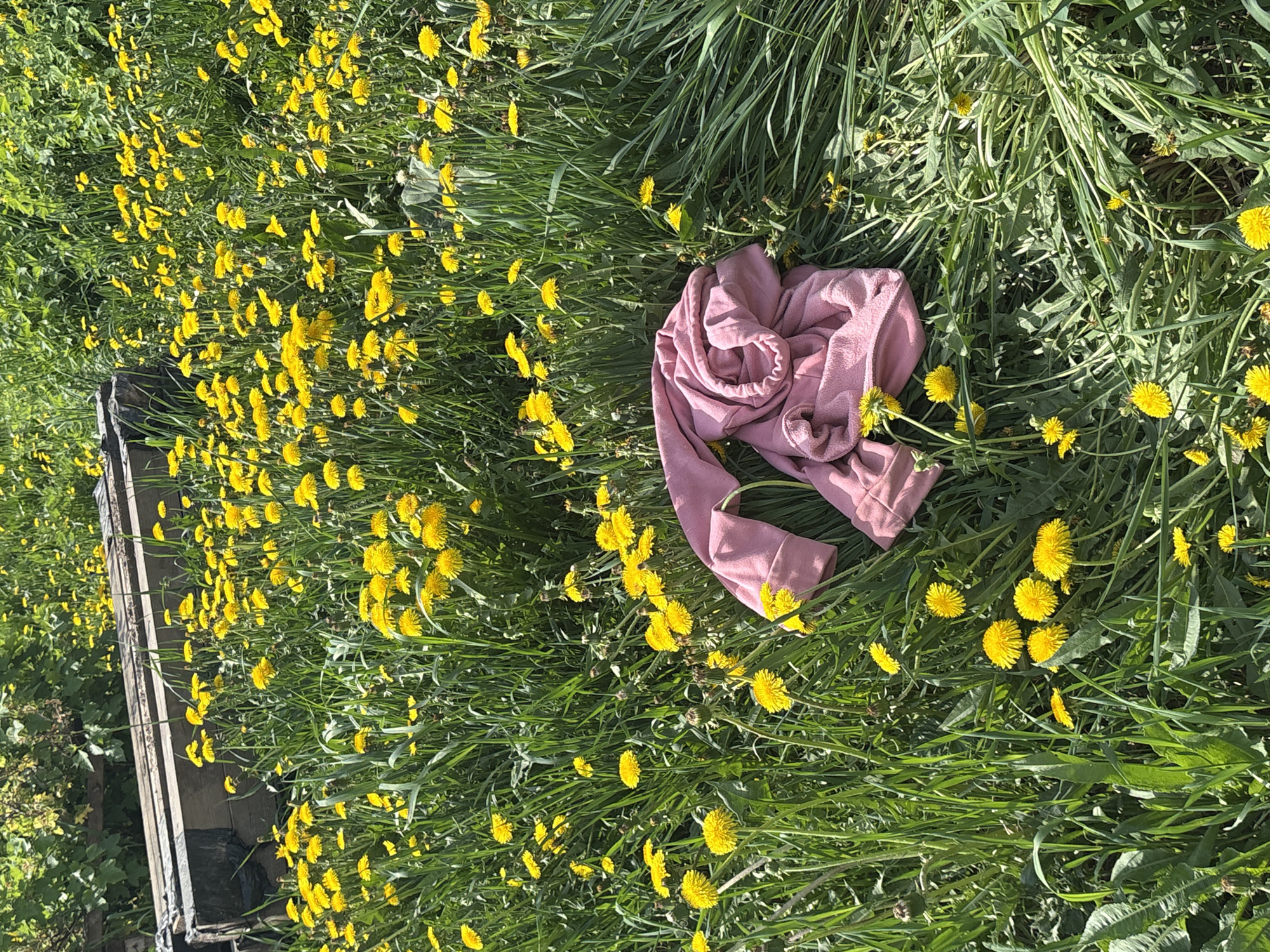 The image depicts a field of dandelions in Lukintsy, Russia. A pink article of clothing is haphazardly lying amongst the yellow flowers and green grass. A wooden structure is partially visible on the left side of the frame. The scene is outdoors and appears to be in daylight.
