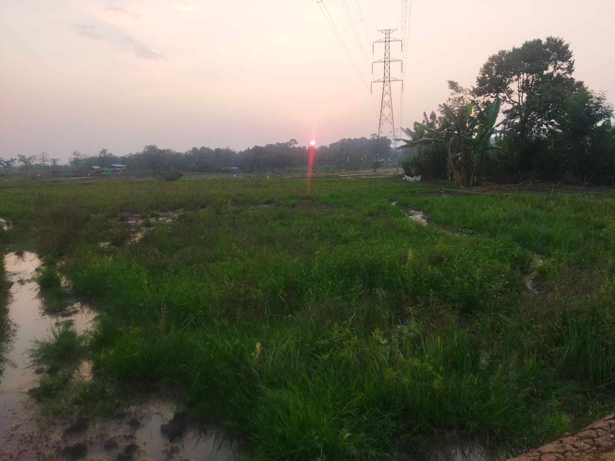 A wide-angle, eye-level shot captures a rural landscape at sunset in Semarang, Indonesia. The sky is a soft, pale orange, with wispy clouds. In the middle ground, the sun is a bright, red-orange orb, positioned slightly left of center, with a prominent lens flare emanating downwards. A tall, lattice-like transmission tower stands to the right of the sun, its power lines stretching across the frame. The foreground consists of a field of tall, green grass, interspersed with muddy, shallow pools of water reflecting the pale sky. In the background, a dense line of trees creates a natural horizon, with some smaller structures, possibly houses, visible through the foliage. To the far right, lush banana trees and other dense vegetation add to the tropical feel of the scene. No people are visible in the image. The overall impression is one of natural beauty and quietude, with the man-made transmission tower serving as a stark contrast to the organic elements of the landscape.