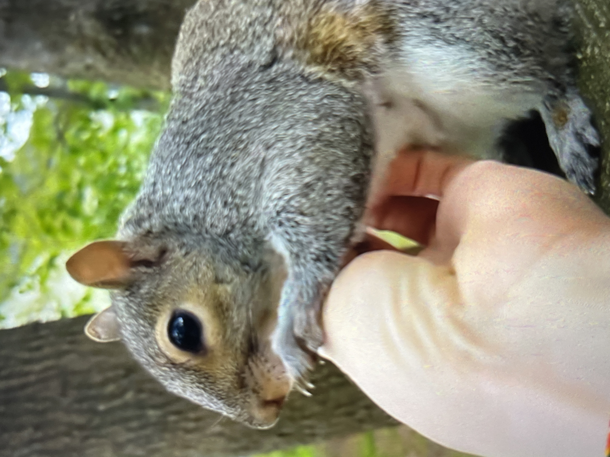 A gray squirrel clings to a tree branch. A human hand is visible, appearing to stroke or hold the squirrel. The environment includes green foliage. The location is unknown. There is nothing in the picture to indicate the location is Tinaquillo, Venezuela.