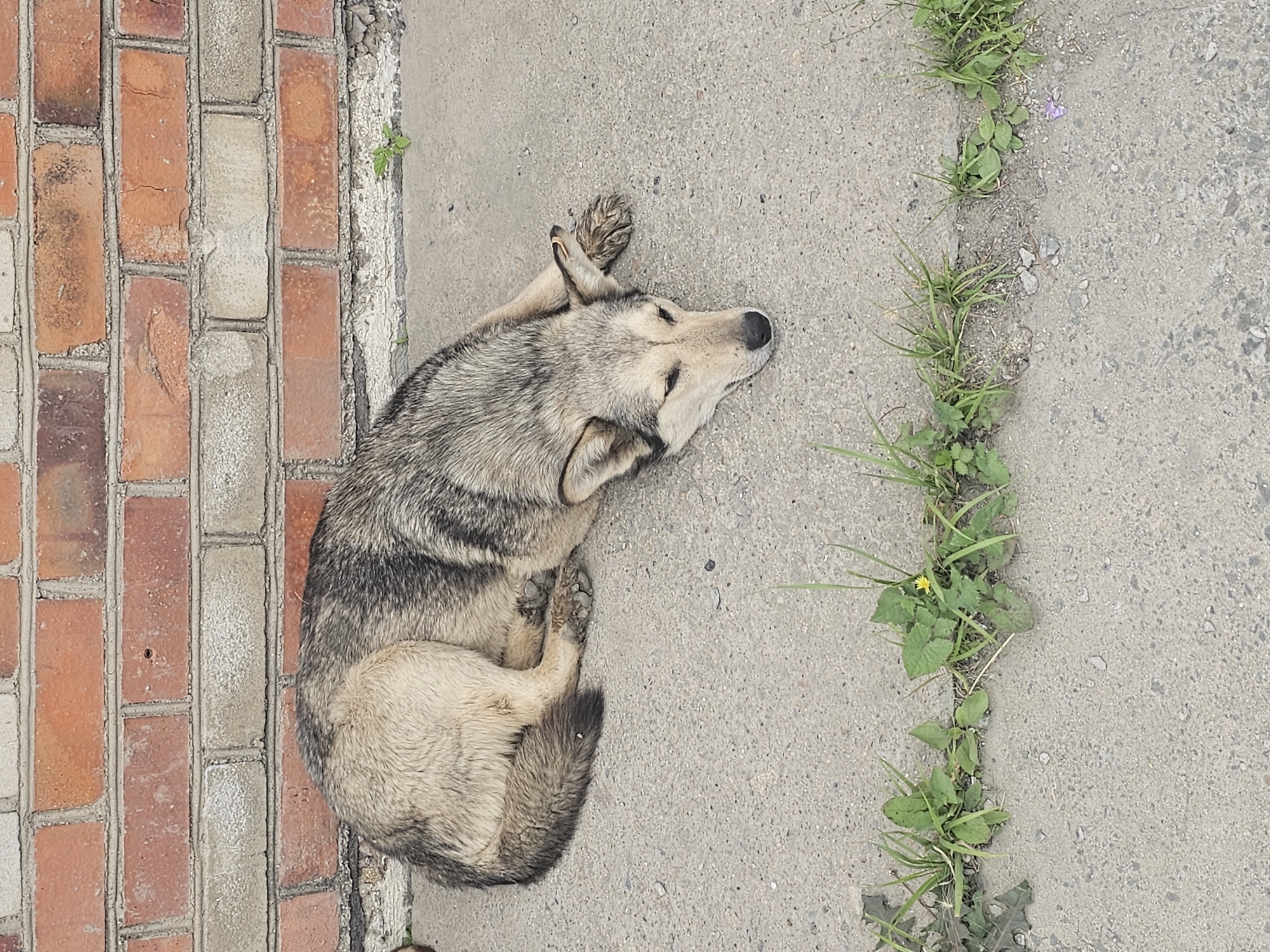 A medium-sized dog with grey and tan fur lies on a concrete surface in front of a brick wall. The dog is lying on its side with its head resting on the concrete. There are weeds growing in a crack in the concrete in front of the dog. The brick wall appears to be red and is made of many small bricks. The environment is outdoors. This scene appears to be in Luchegorsk, Russia, as it is a common sight in the city.