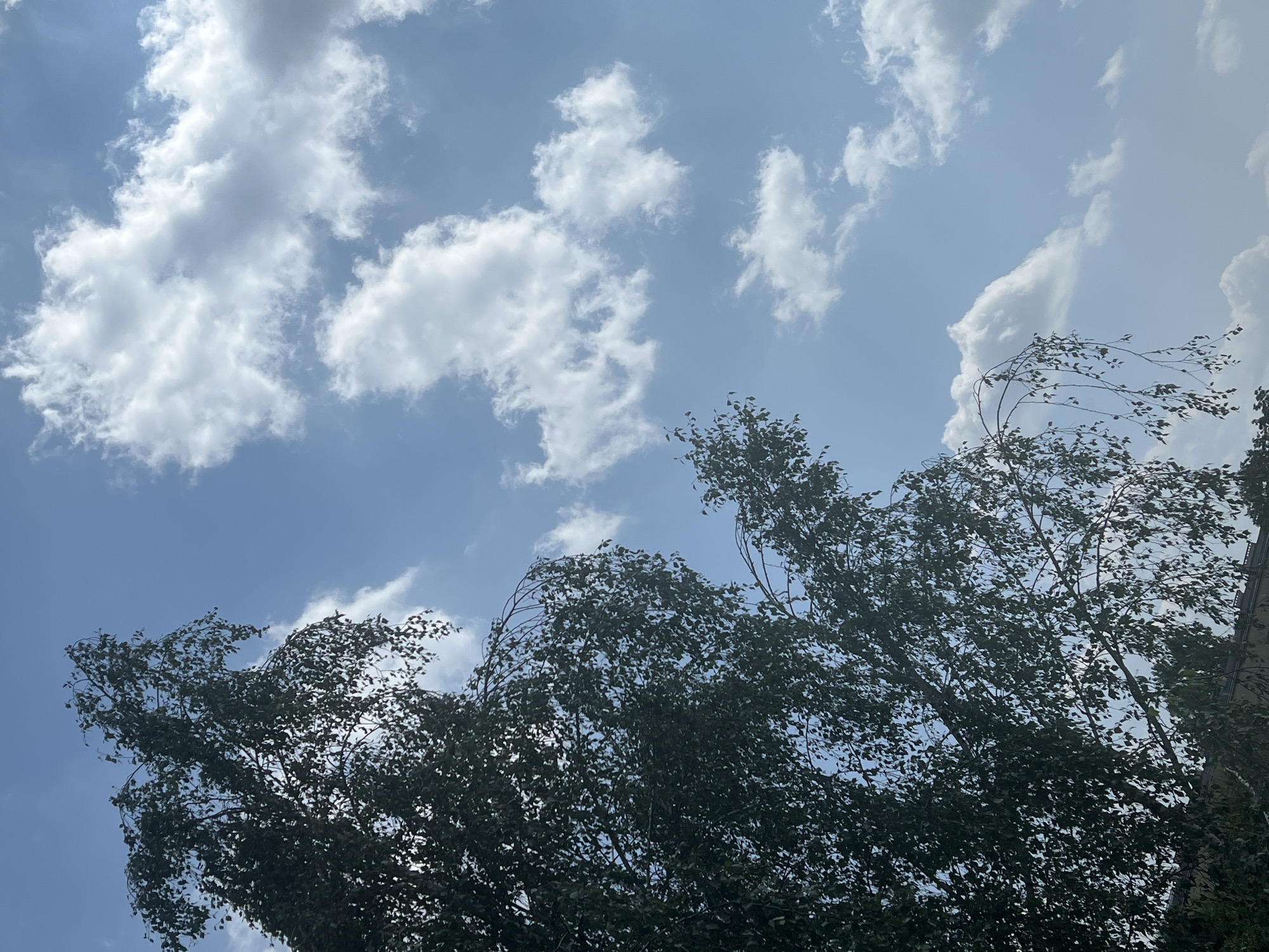 The image shows a view looking up at a tree with dark green leaves against a blue sky filled with white, fluffy clouds. The tree's branches droop downwards. The bottom portion of the image reveals the tops of buildings and more trees. The scene is outdoors on a clear day, and the location is identified as Warsaw, Poland. There are no people or animals visible in the frame, and no specific actions or interactions are depicted. The overall impression is one of a bright, sunny day with a pleasant sky.