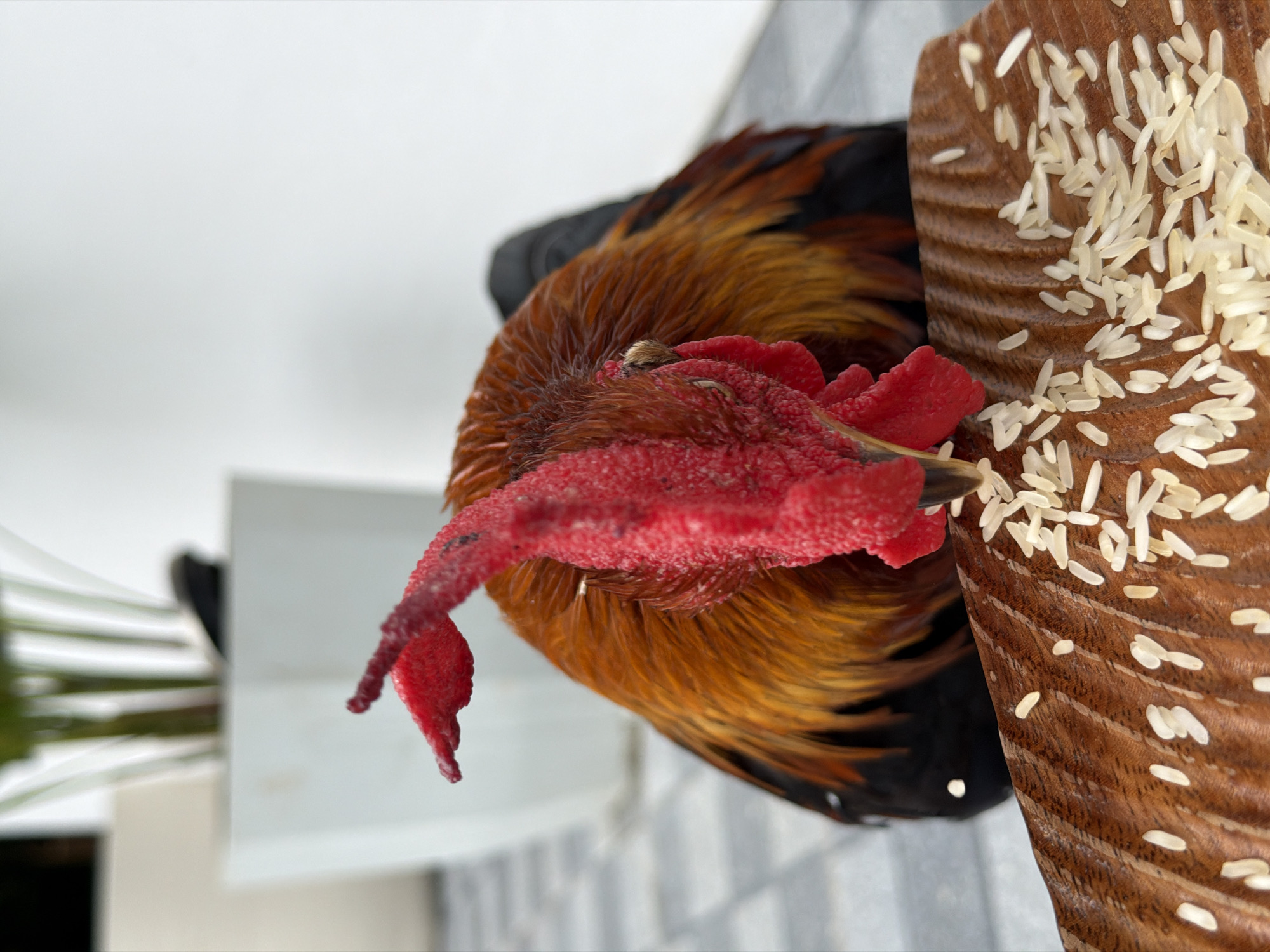 An extreme close-up shot captures a rooster pecking at rice grains scattered on a textured wooden surface. The rooster's bright red comb and wattles dominate the foreground, with its head bent down towards the food. The bird's plumage displays vibrant shades of orange, yellow, and black. In the blurred background, a white planter holds a green plant. The scene appears to be outdoors, possibly in a courtyard or garden area, with a tiled floor visible. The overall impression is one of a natural, feeding moment. This image was taken in the Ko Samui District of Thailand.