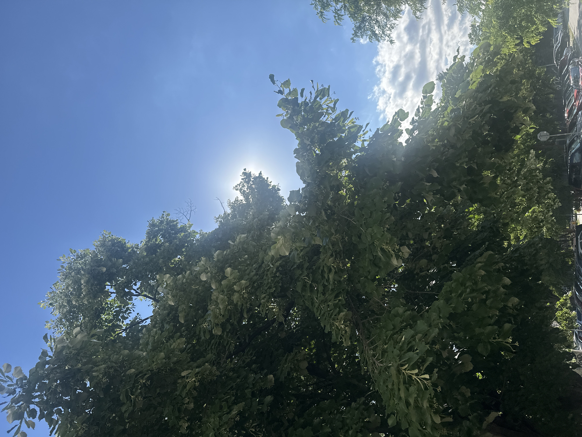 The image depicts an upward-looking view through the branches and leaves of a large, green tree on a bright, sunny day. The sun is visible, peeking through the foliage and creating a lens flare effect, suggesting it is midday. The sky is a clear, vibrant blue with scattered, fluffy white clouds in the upper right portion of the frame. The leaves of the tree are lush and varied in shape, with some catching the sunlight and appearing lighter, while others are in shadow, creating depth and texture.
The dense canopy of the tree dominates much of the frame, with glimpses of the sky visible through gaps in the leaves. In the far right edge of the image, a row of dark-colored vehicles, likely cars, are parked, hinting at an urban or suburban setting. A vertical pole with a circular object attached to it is also visible between the tree and the cars, possibly a street light or a signpost. The overall impression is one of a warm, sunny day, with nature encroaching into a developed area. There is no visible text in the image.
