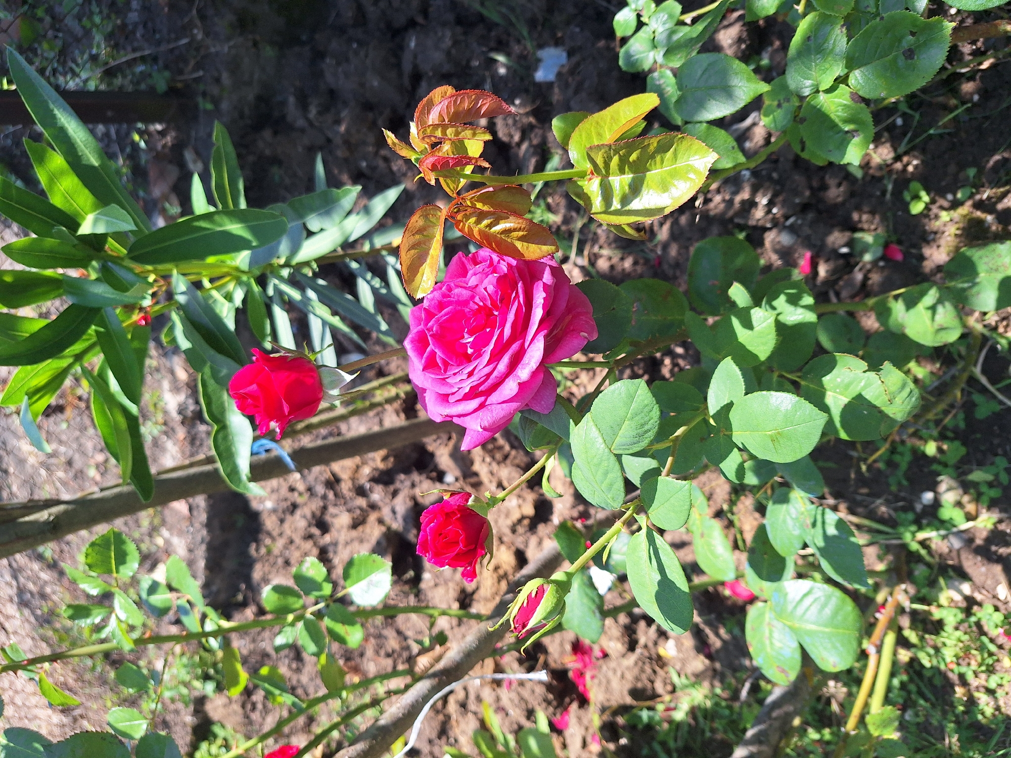 The image shows a close-up of a rose bush with several pink and red roses and buds. The roses are in various stages of bloom, with some fully open and others still forming. The leaves of the rose bush are a vibrant green, and some of the new growth appears reddish-brown. The background consists of dark soil and some scattered green foliage, suggesting an outdoor garden setting. The lighting indicates it is daytime, with sunlight filtering through the leaves and casting shadows. The location is identified as Zeda Sazano, Georgia. There are no people or actions depicted in the image.