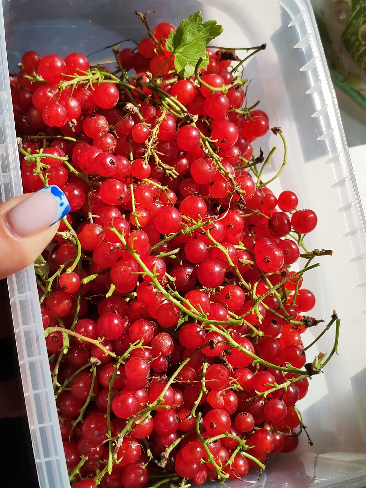 A close-up, high-angle shot shows a clear plastic container filled with red currants. The berries are clustered on green stems and are mostly ripe, with a few unripe berries interspersed. One green leaf is visible at the top of the container. A person's hand, with a light pink nail polish and a blue and white abstract design on one nail, is visible in the lower left corner, appearing to reach into the container. The container is partially filled and is sitting in a bright, outdoor environment. The overall lighting suggests it is daytime, with sunlight casting shadows on the berries.