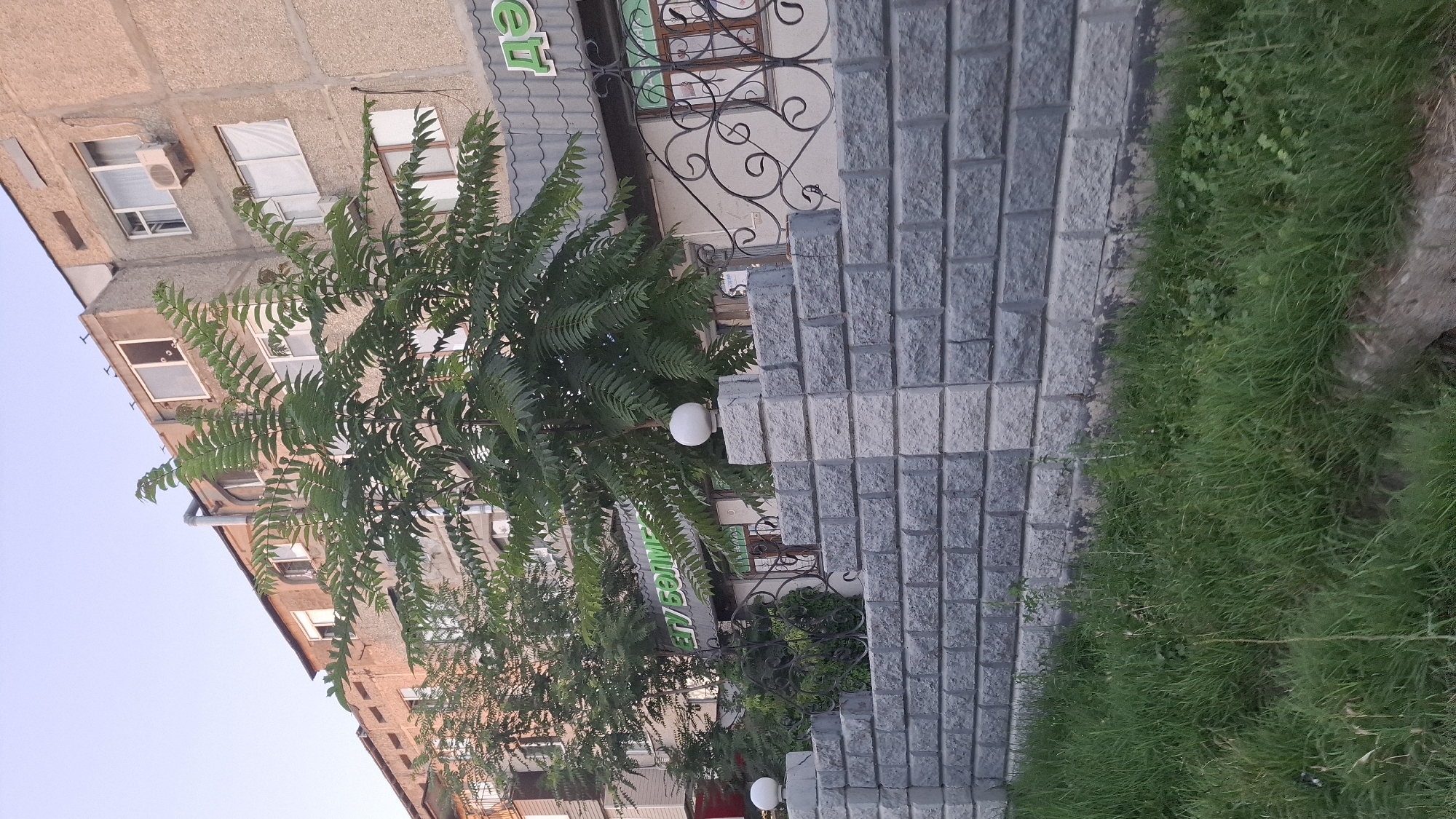 A street view in Shymkent, Kazakhstan, features a building with multiple windows and an air conditioning unit. In front of the building, a tree with lush green foliage stands tall. A pathway made of grey paving stones runs alongside the building, bordered by a strip of vibrant green grass. The scene appears to be set during the daytime with clear skies, suggesting fair weather. The overall atmosphere is calm and ordinary, depicting a typical urban environment. Visible text on a green sign reads "ЕЛ БОЛИМЕ", likely part of a business name.