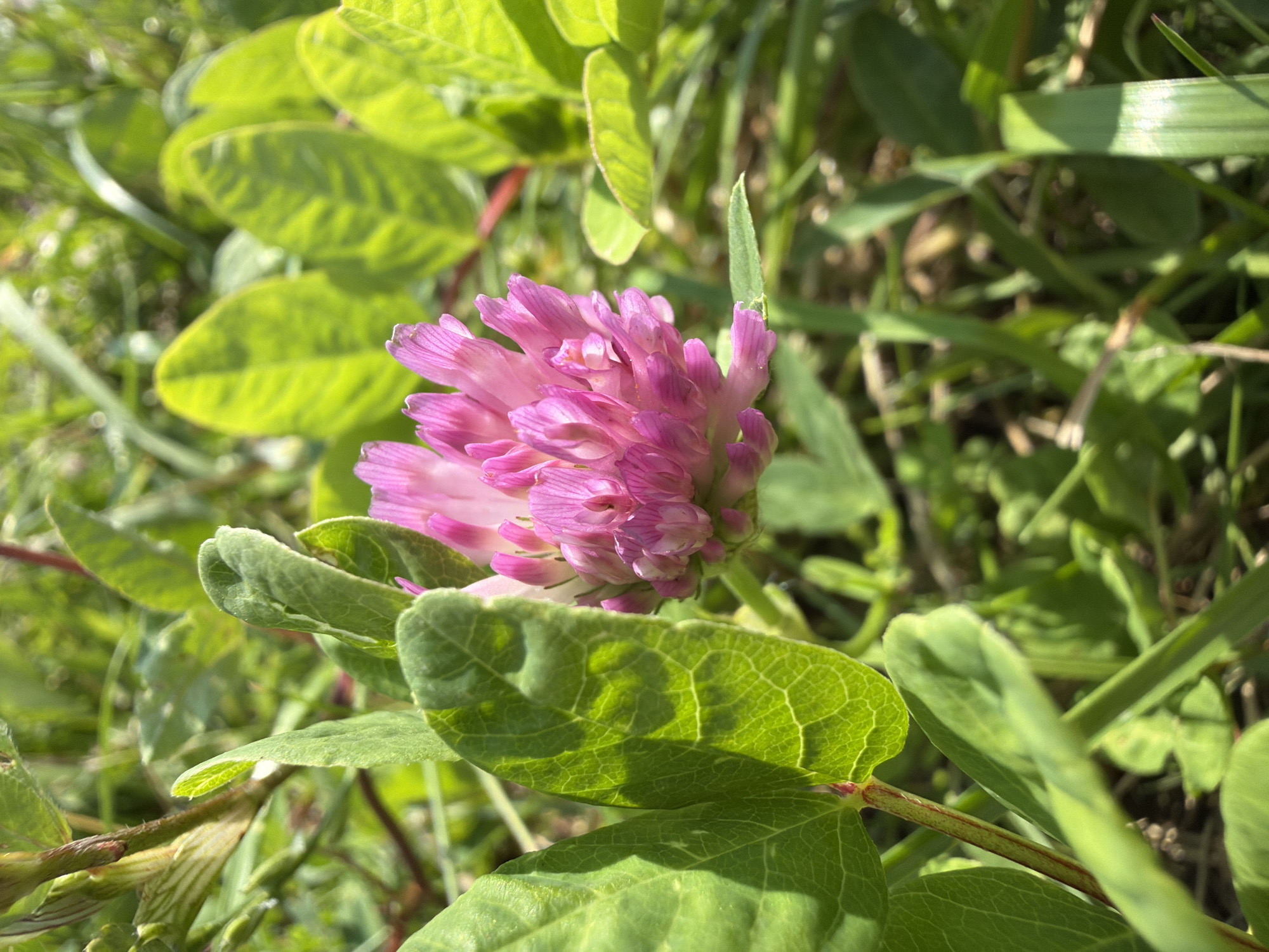 A macro photograph captures a vibrant pink clover flower in bloom, surrounded by lush green foliage. The flower head is a dense cluster of small, petal-like florets, radiating a bright magenta hue. The surrounding leaves are varied in shape and size, with some being broad and deeply veined, while others are slender and grass-like. The scene is illuminated by natural sunlight, casting shadows and highlighting the textures of the plants. The background is softly blurred, suggesting a natural, outdoor environment. The image is a close-up, focusing on the intricate details of the clover and its immediate surroundings, likely taken in a natural setting like a field or meadow. There are no visible people or human-made objects in the image.