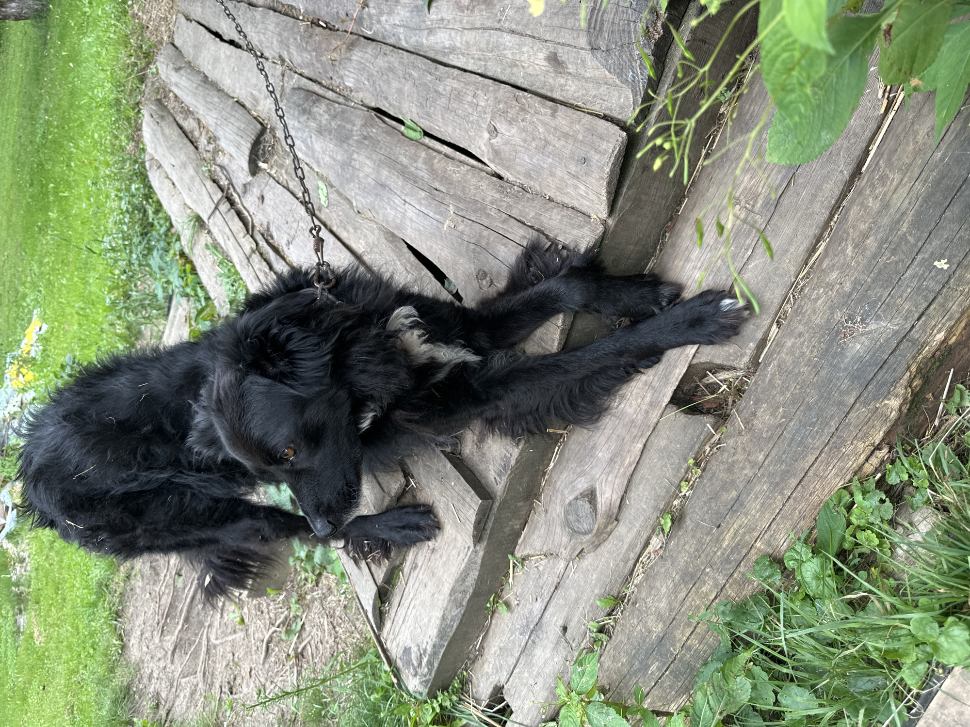 A medium-sized, shaggy black dog with some white fur around its neck is lying on a wooden walkway. The dog is on a leash, which is attached to a chain. The walkway appears to be made of rough-hewn logs and planks, and is situated outdoors. There is green grass and some vegetation around the walkway. The background is out of focus, but appears to be a grassy area. The overall impression is that of a rural or semi-rural setting. This scene is located in Norviliškės, Lithuania.