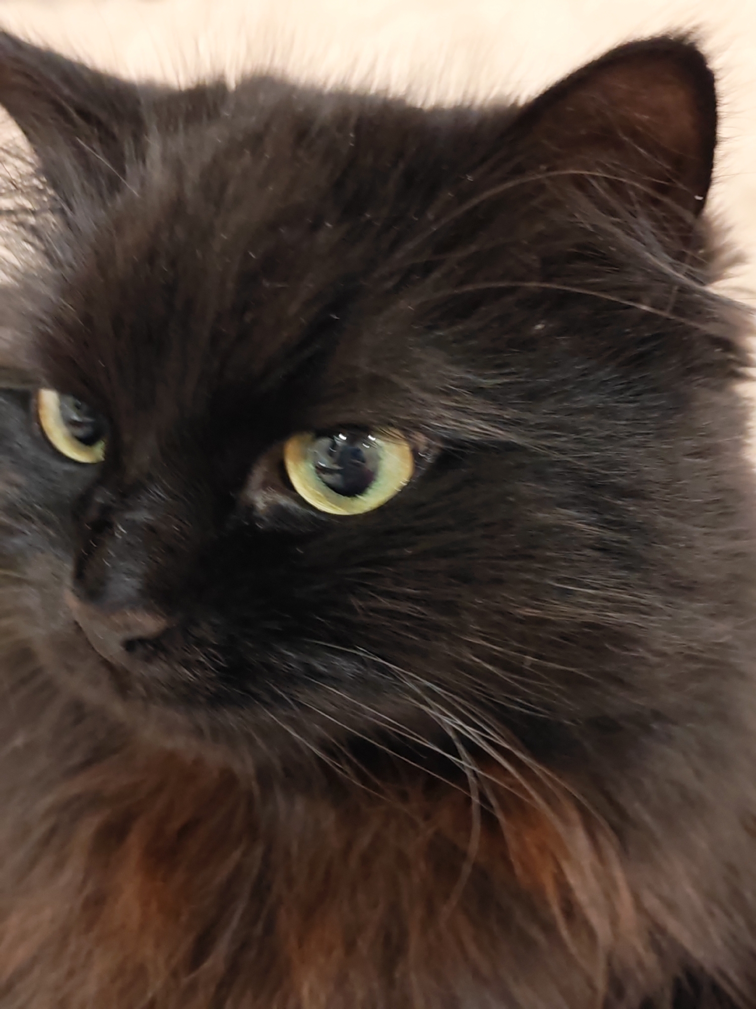 A close-up, eye-level, vertical shot focuses on the face of a black cat with prominent green eyes. The cat is looking slightly to the left of the camera. Its fur appears long and fluffy, with some reddish-brown undertones visible on its chest. The background is a soft, light-colored surface, possibly a blanket or fabric, out of focus. The image does not contain any information about the city of Bataysk, Russia.