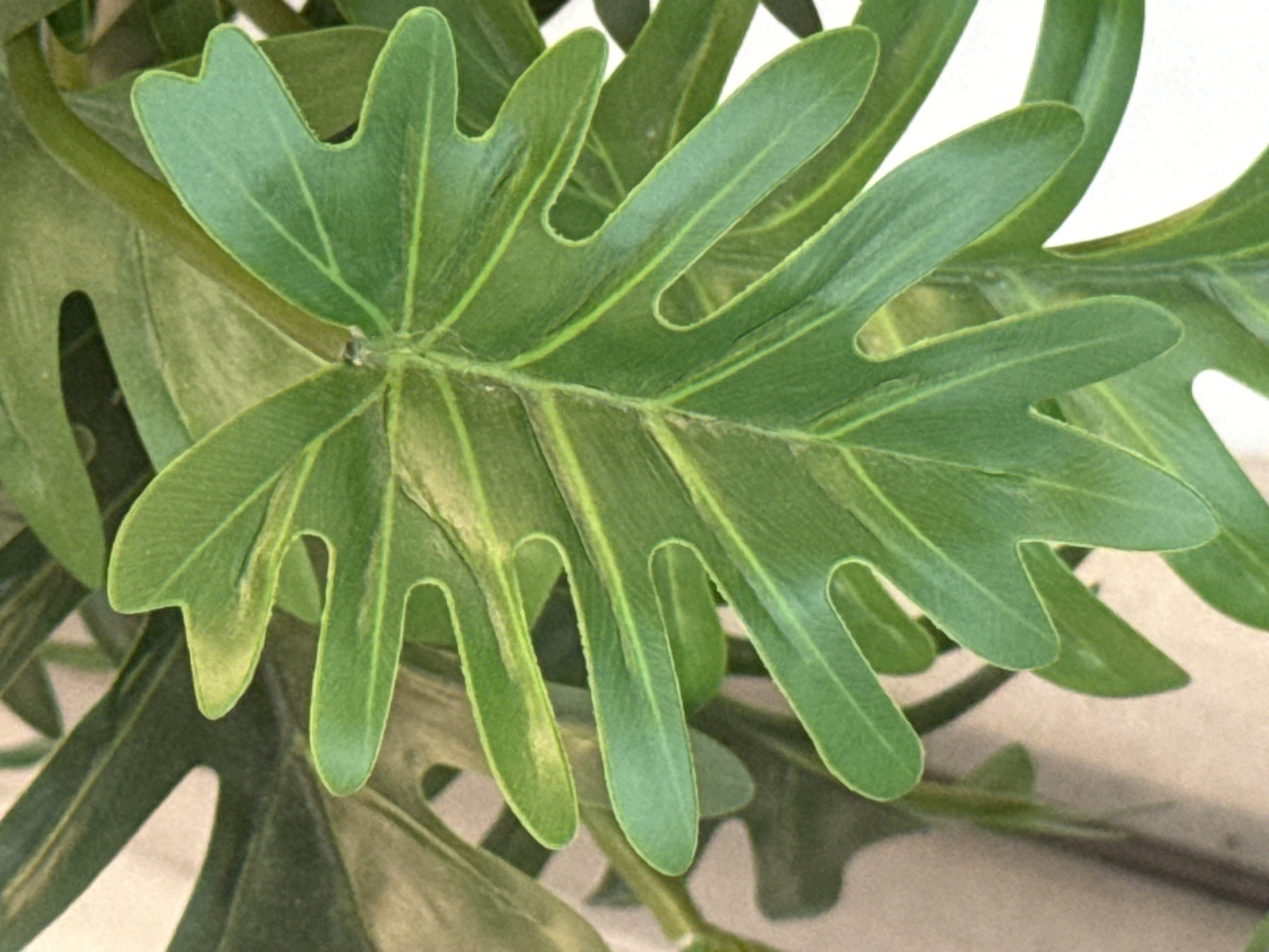 This is a close-up, eye-level, high-angle, medium shot of a vibrant green, deeply lobed philodendron leaf. The leaf has prominent lighter green veins radiating from the central stem. Several other leaves, out of focus, are visible in the background, creating layers of green. The lighting is bright, highlighting the glossy texture of the leaf. The background is a soft blur of beige and white, suggesting an indoor environment, possibly a home or greenhouse. There are no people or animals present. The image does not provide any information about the city of Ob, Russia.