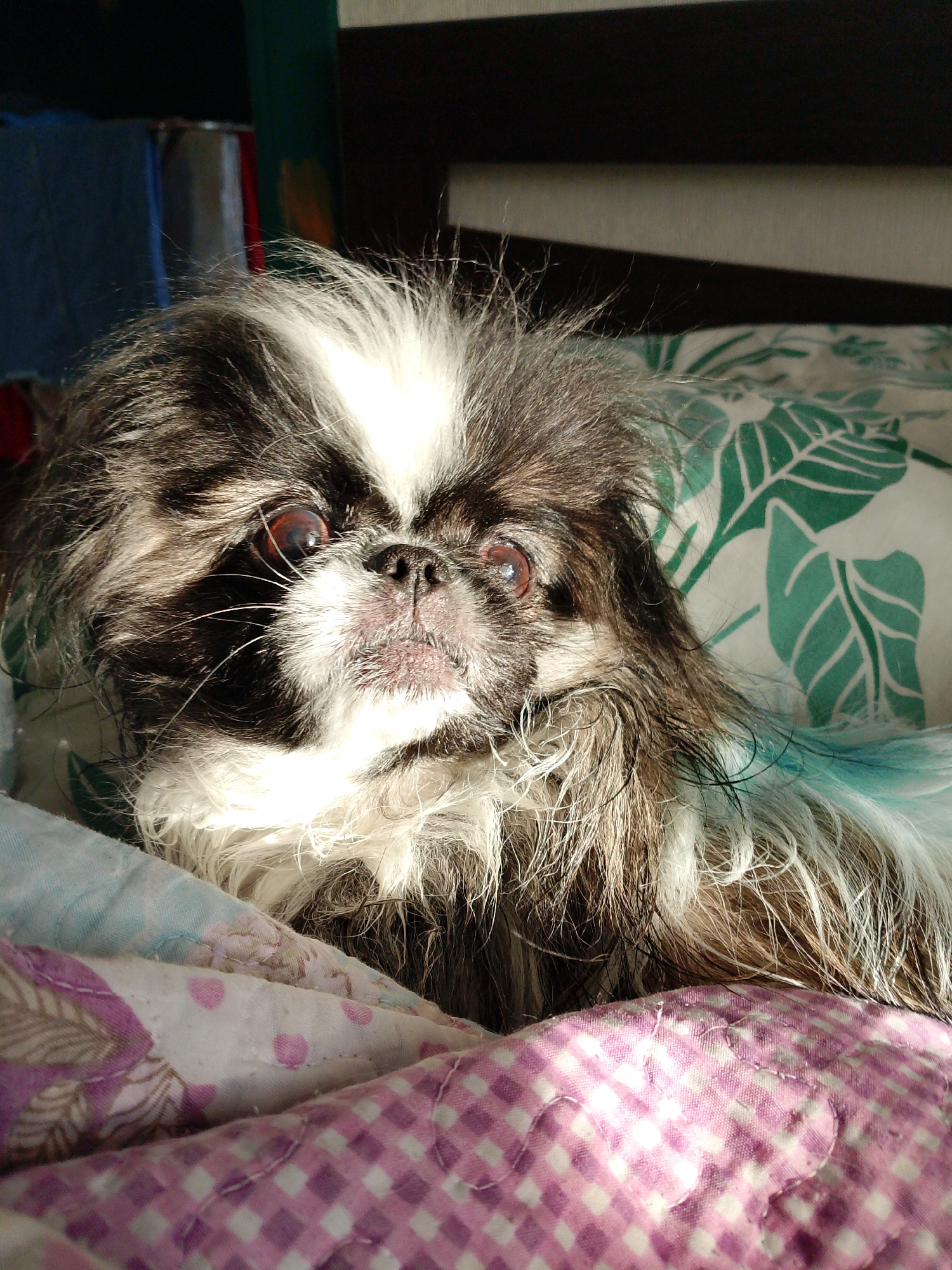 A close-up shot shows a Pekingese dog lying on bedding with a lavender and white gingham pattern and a pillow with green leafy designs. The dog has black and white fur, and its eyes are visible. The lighting appears to be natural sunlight. The image was not taken in Izhevsk, Russia.