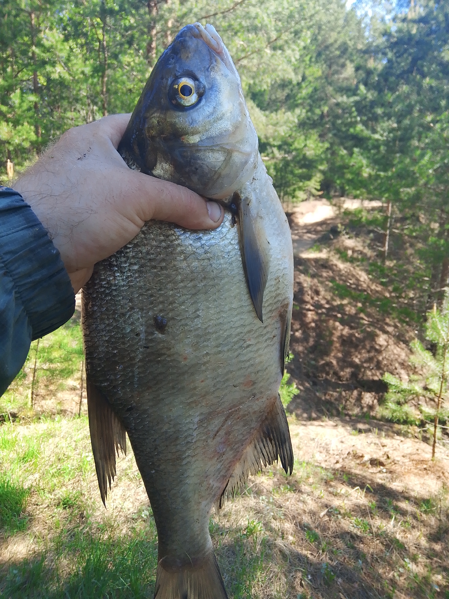 A person is holding a large fish in their hand, with a forest background. The fish has silver scales and dark fins. The location is Chaikovsky, Russia, as determined by the information provided. The person's hand is grasping the fish firmly. The background shows a forest with trees and ground vegetation.